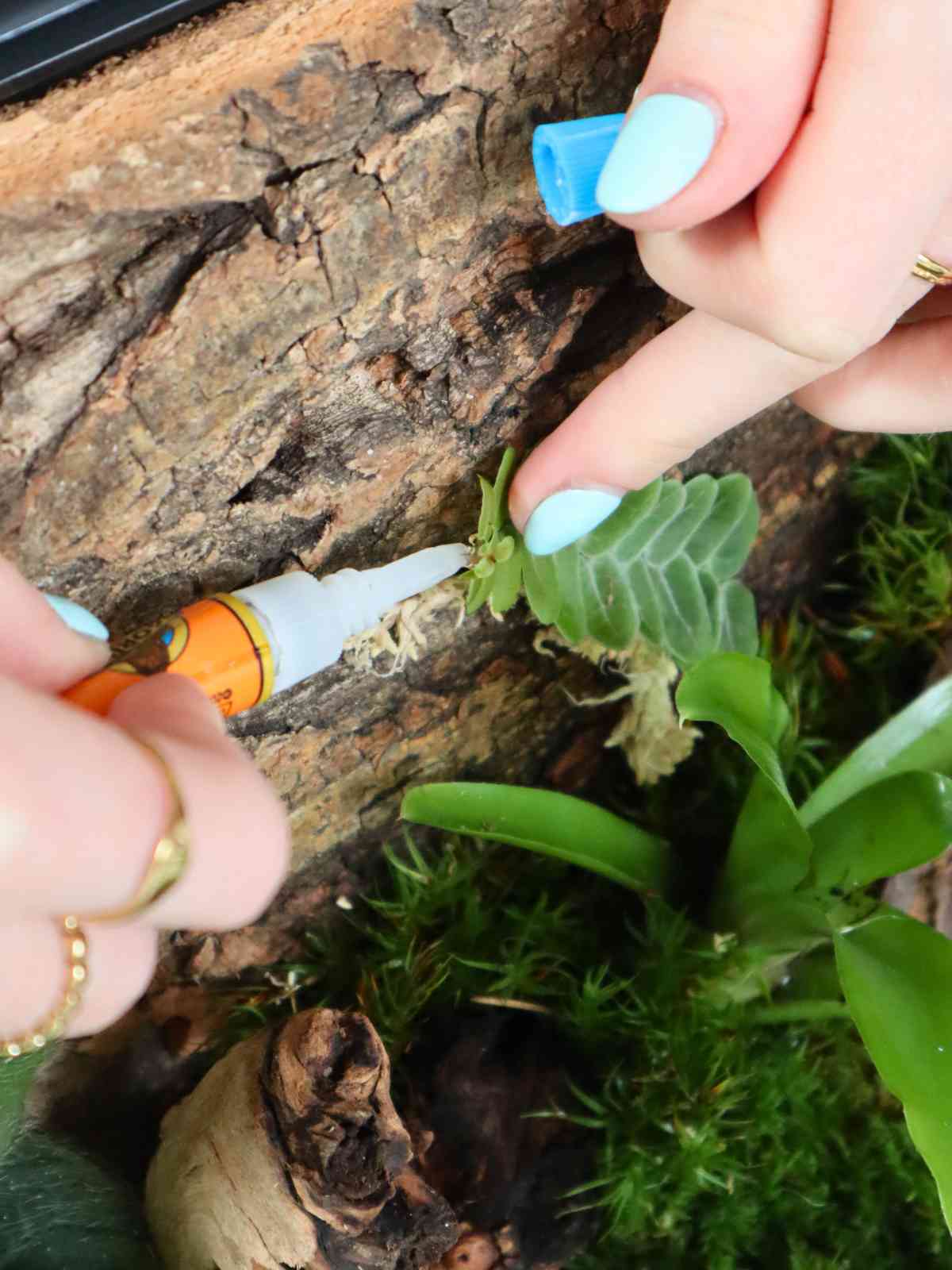 hands gluing vine to cork background