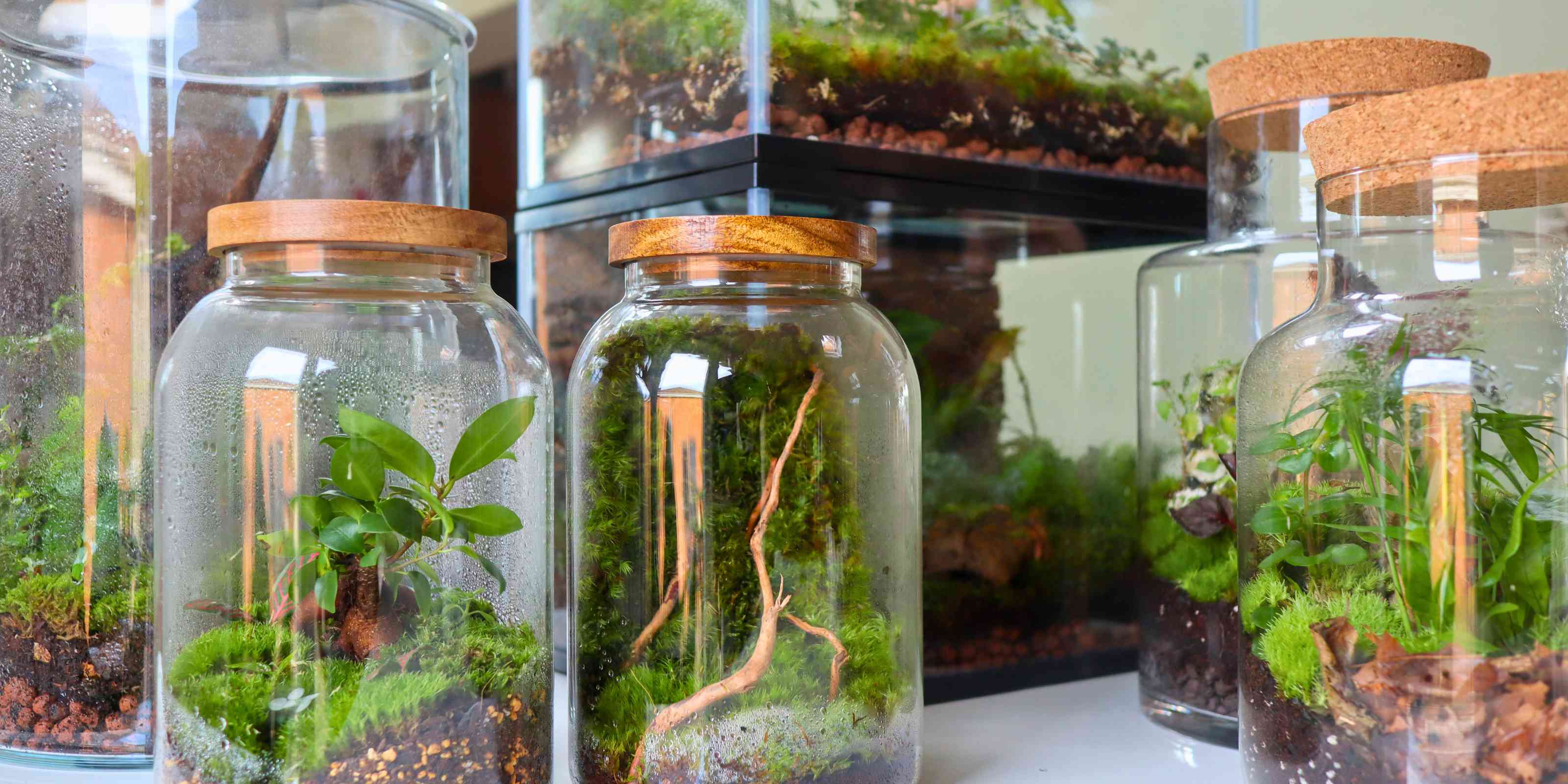 tropical terrariums of all types