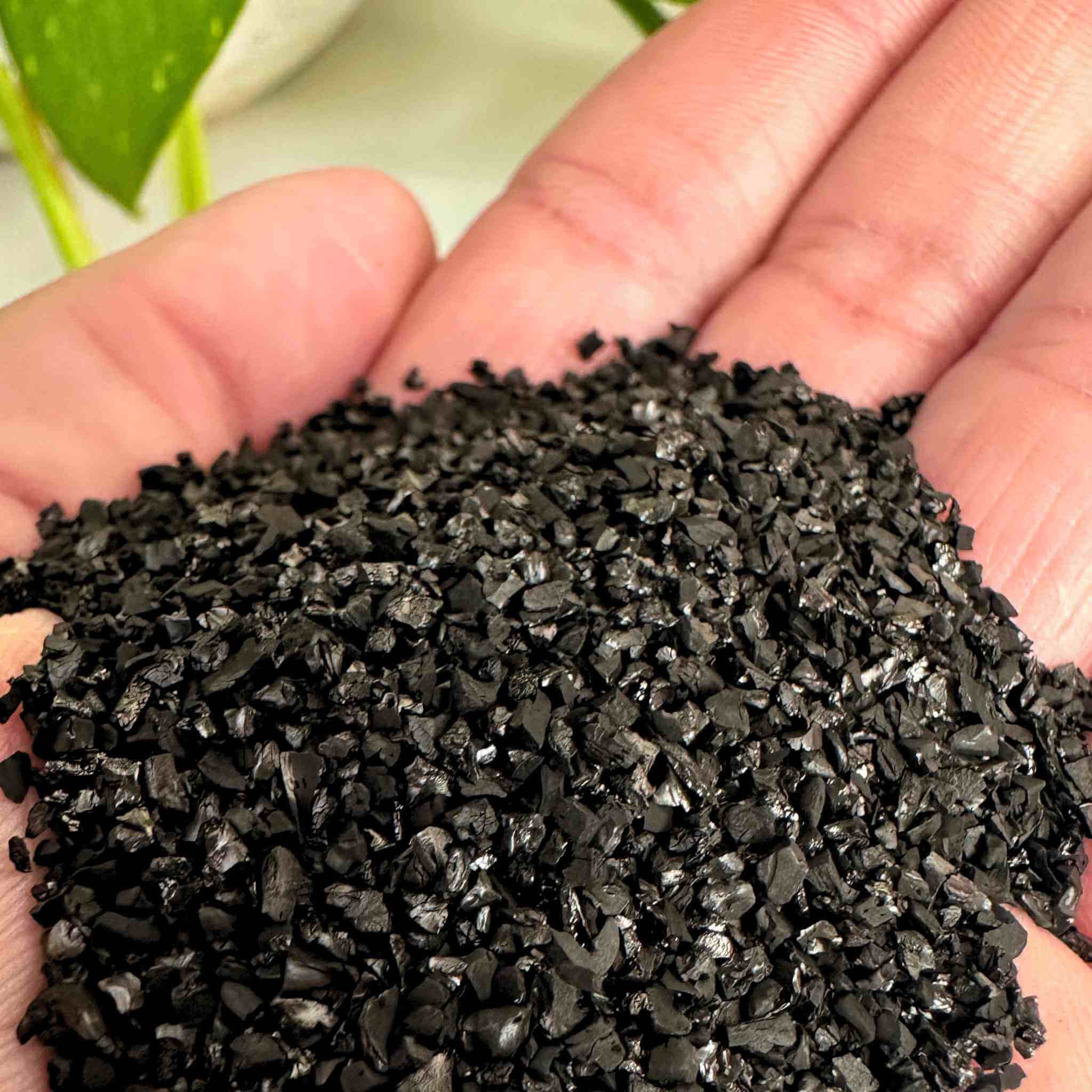 coconut activated charcoal for terrariums
