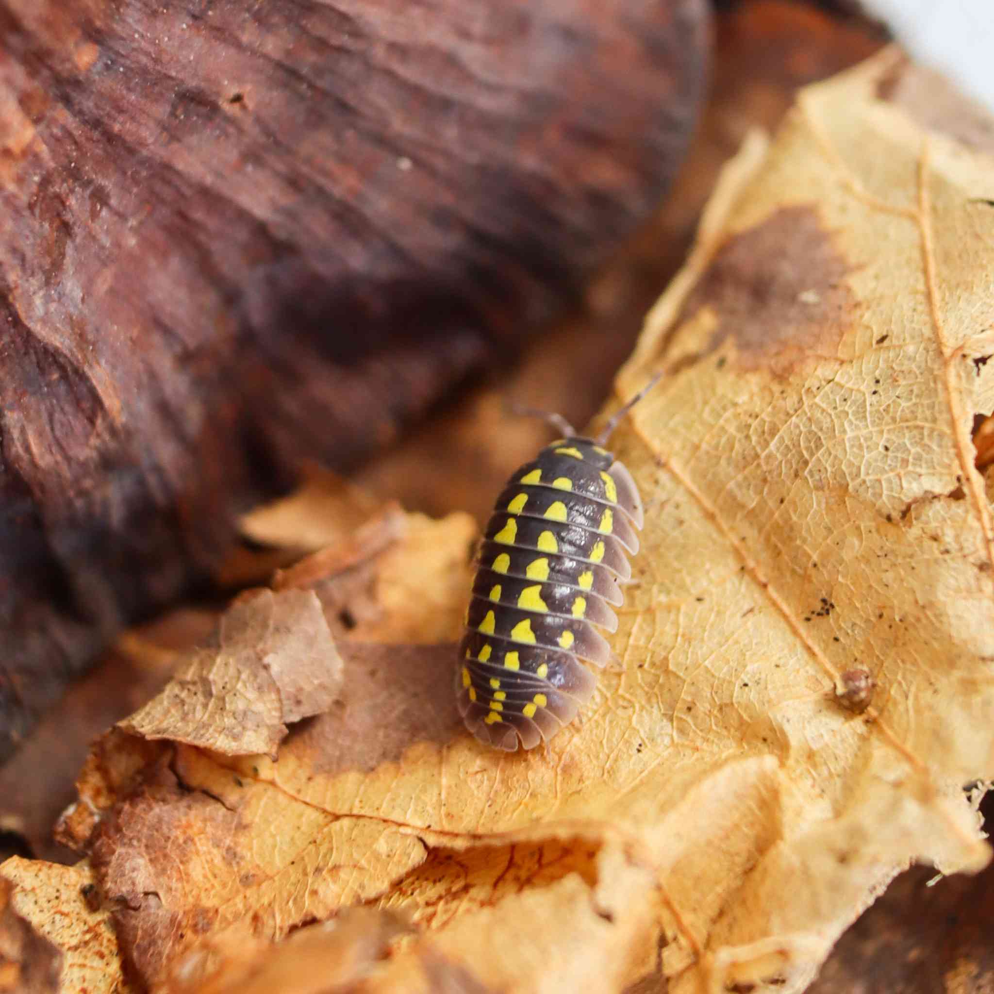 Armadillidium gestroi isopod on leaf litter