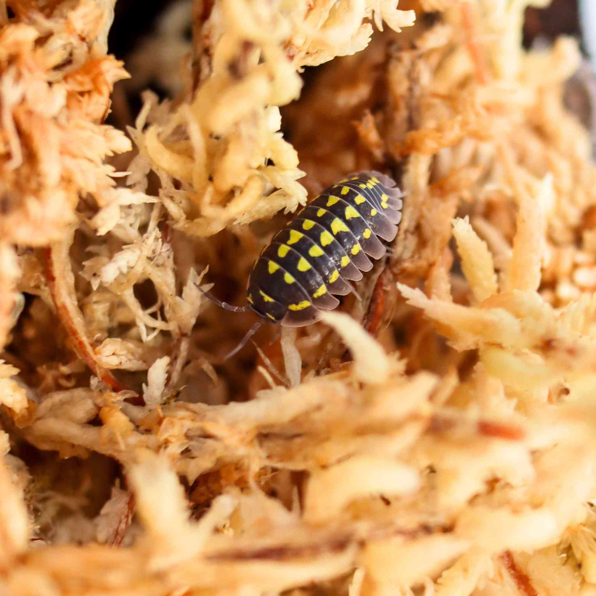 Armadillidium gestroi isopod on sphagnum
