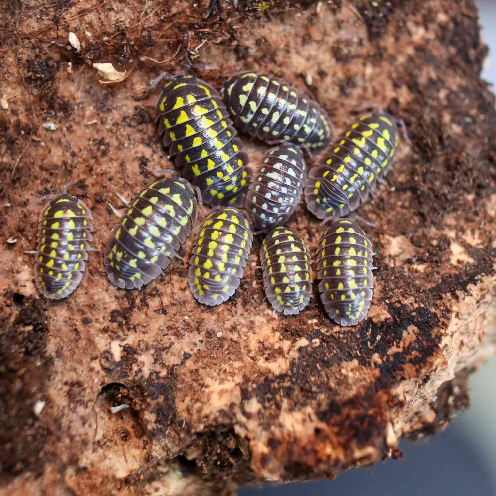 Armadillidium gestroi isopods on wood