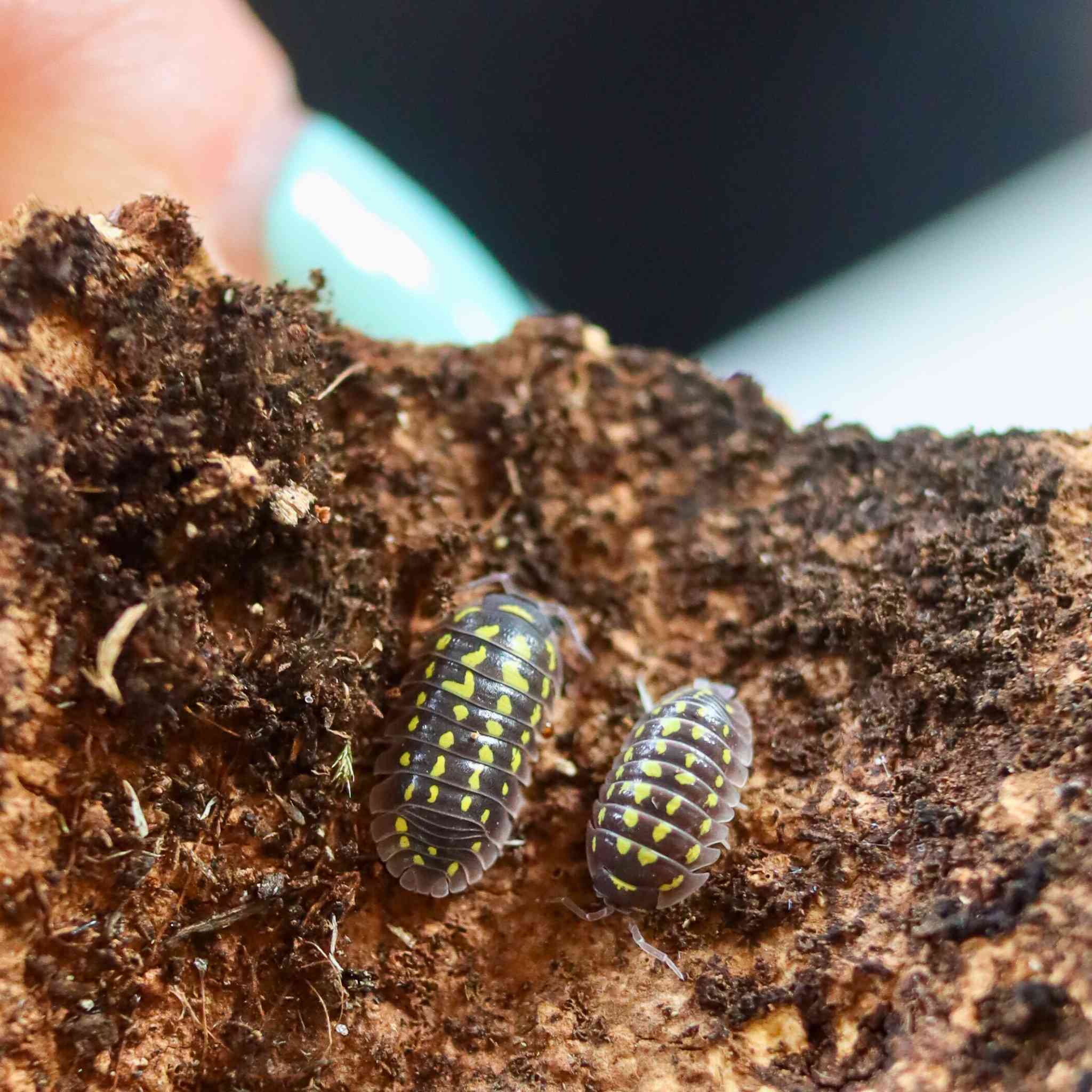 Armadillidium gestroi isopods on wood