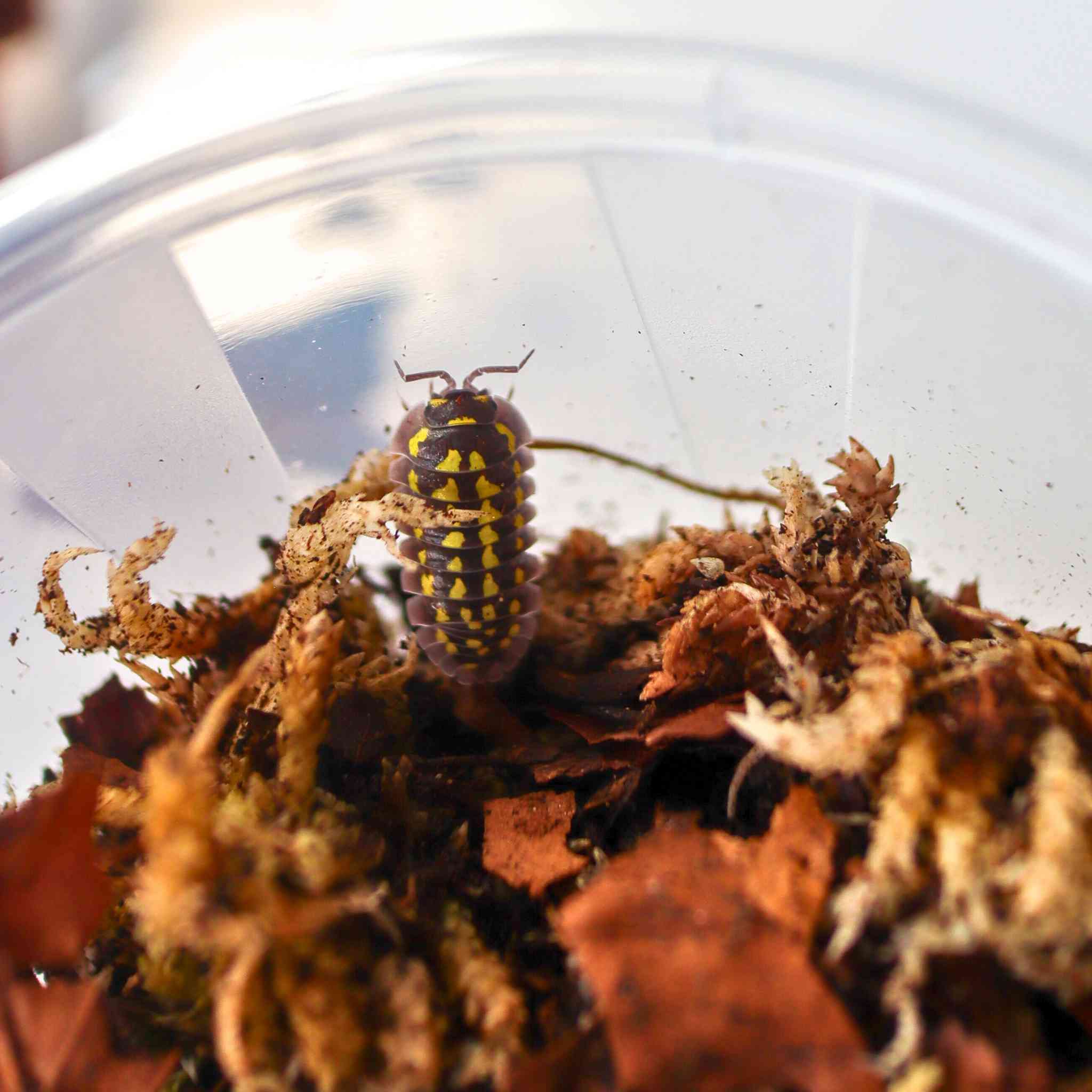 Armadillidium gestroi isopod in pot