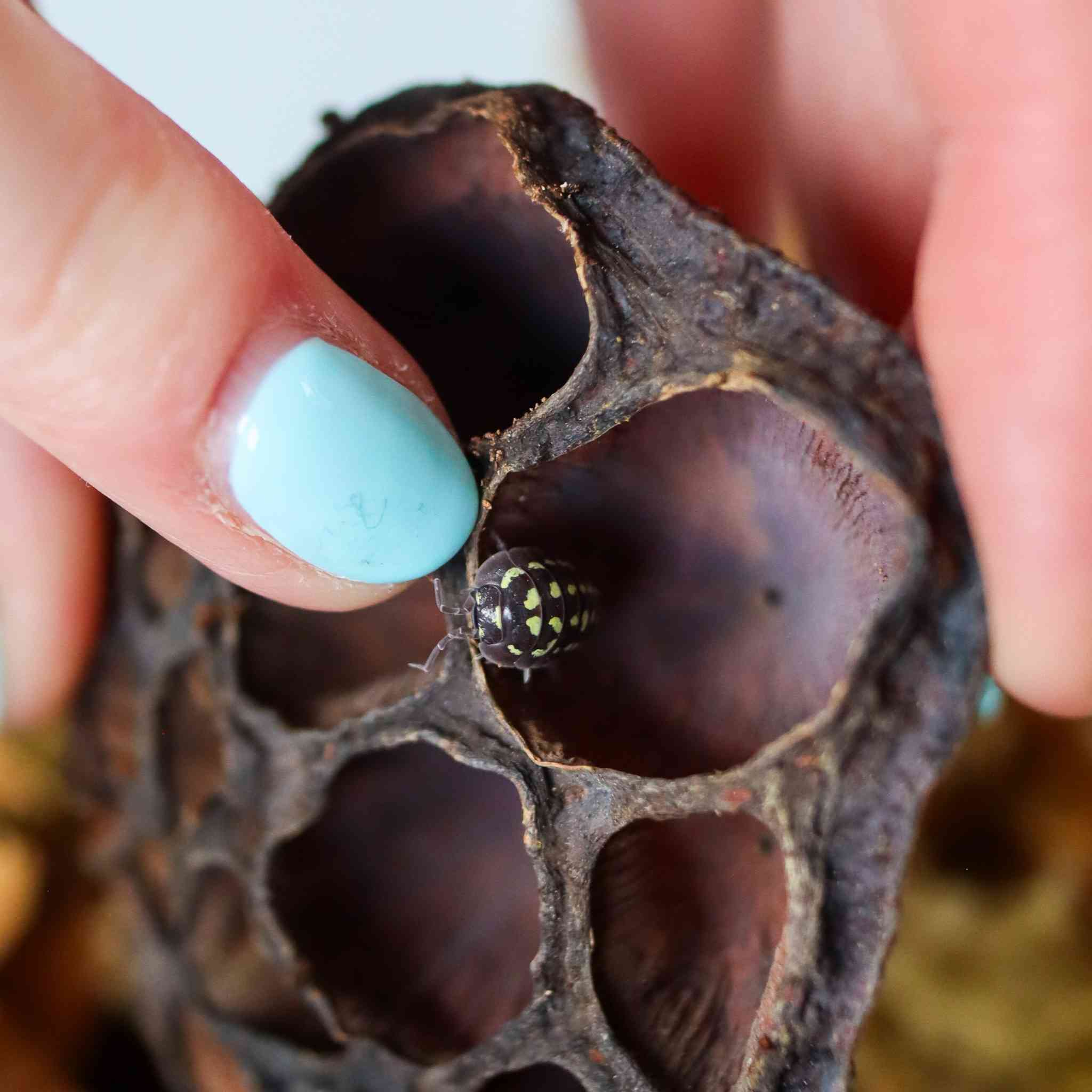 Armadillidium gestroi isopod in lotus pod