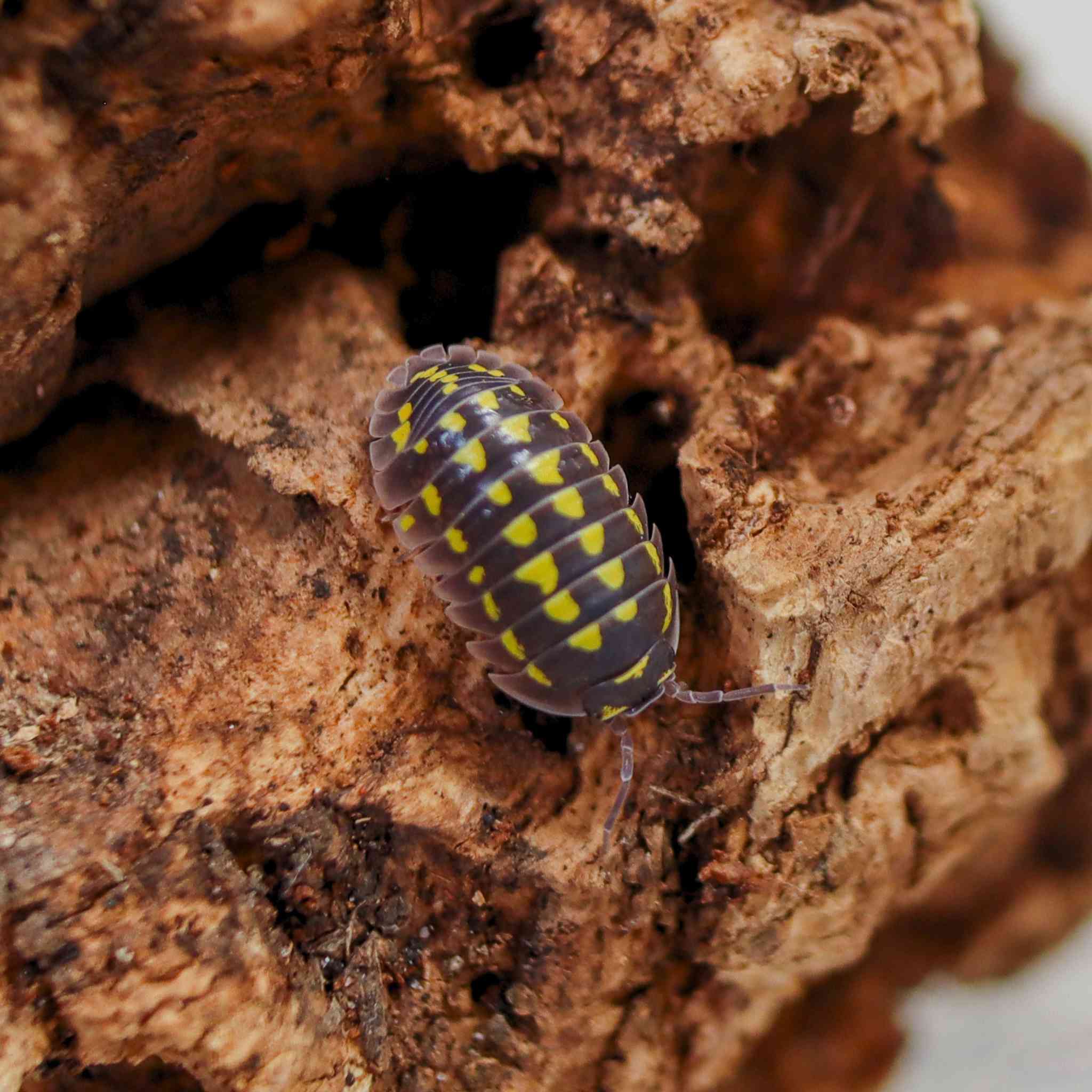 Armadillidium gestroi isopod on wood