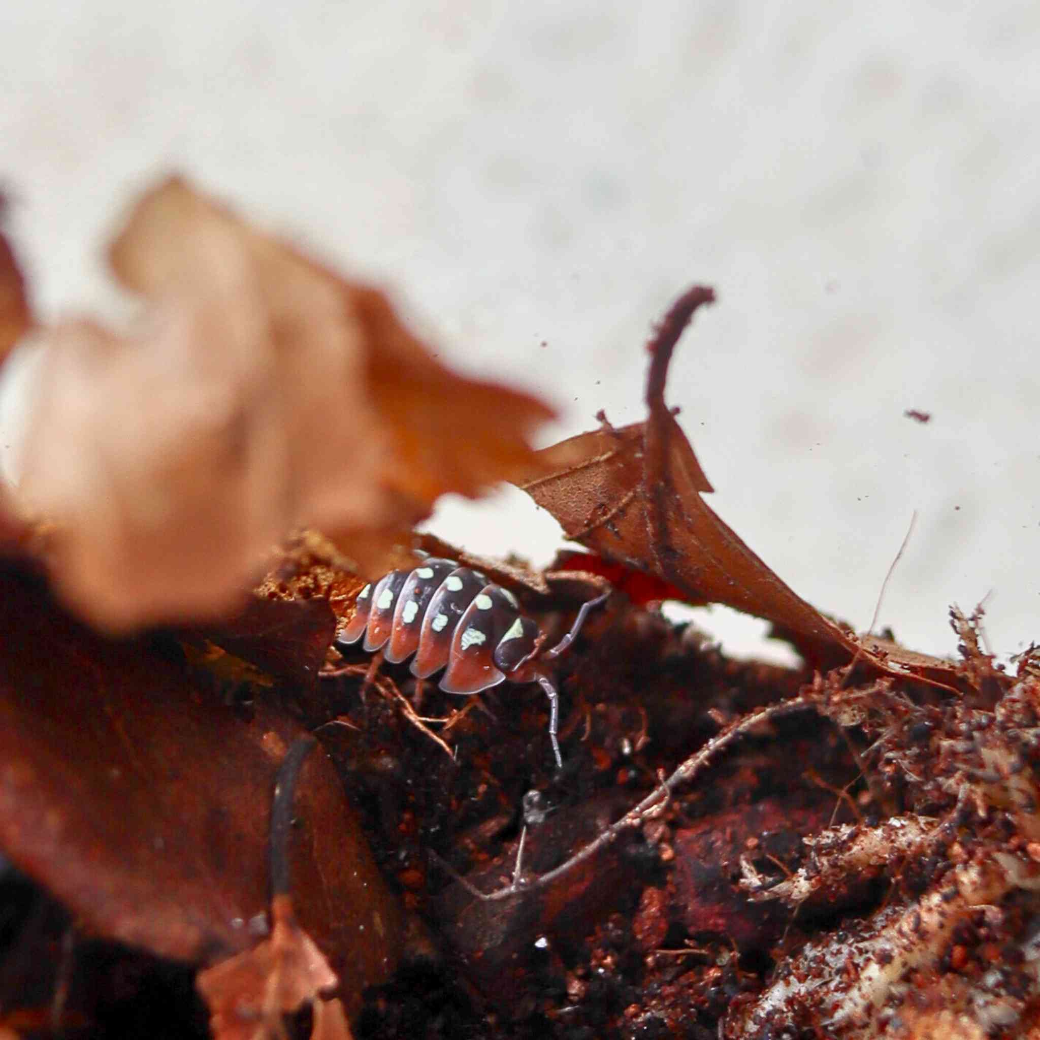 clown isopod on substrate