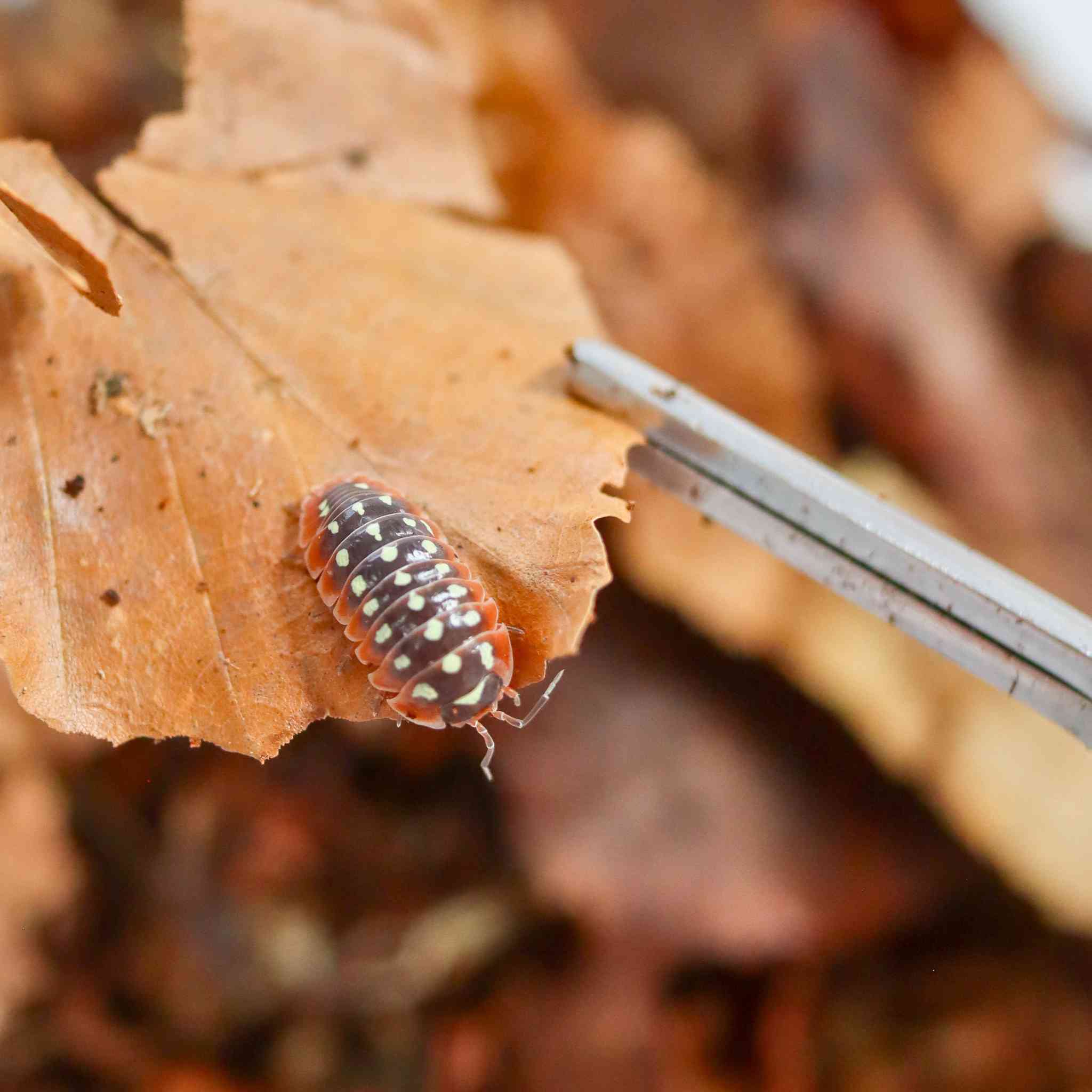 clown isopod on leaf