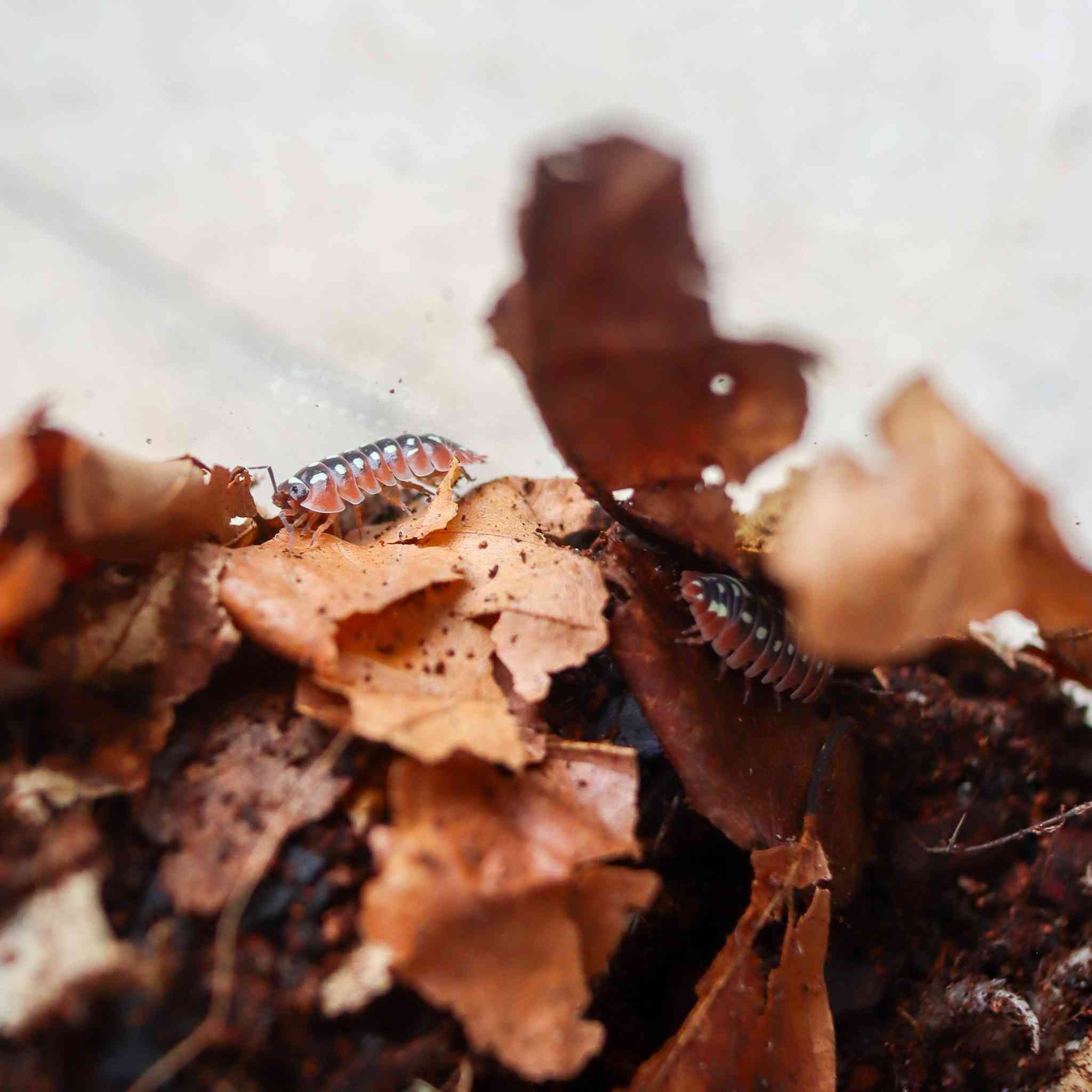clown isopods on leaf litter