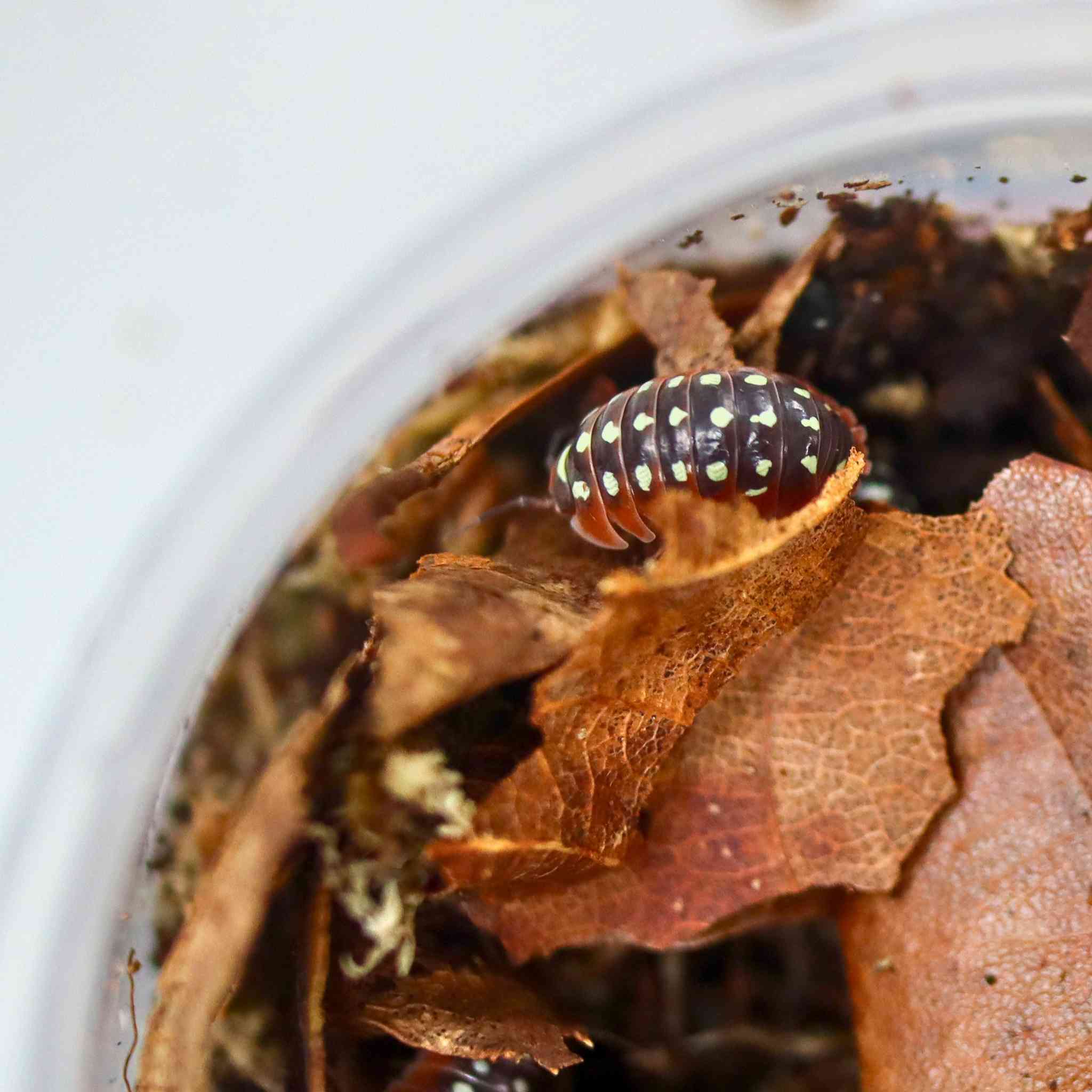 clown isopod in pot