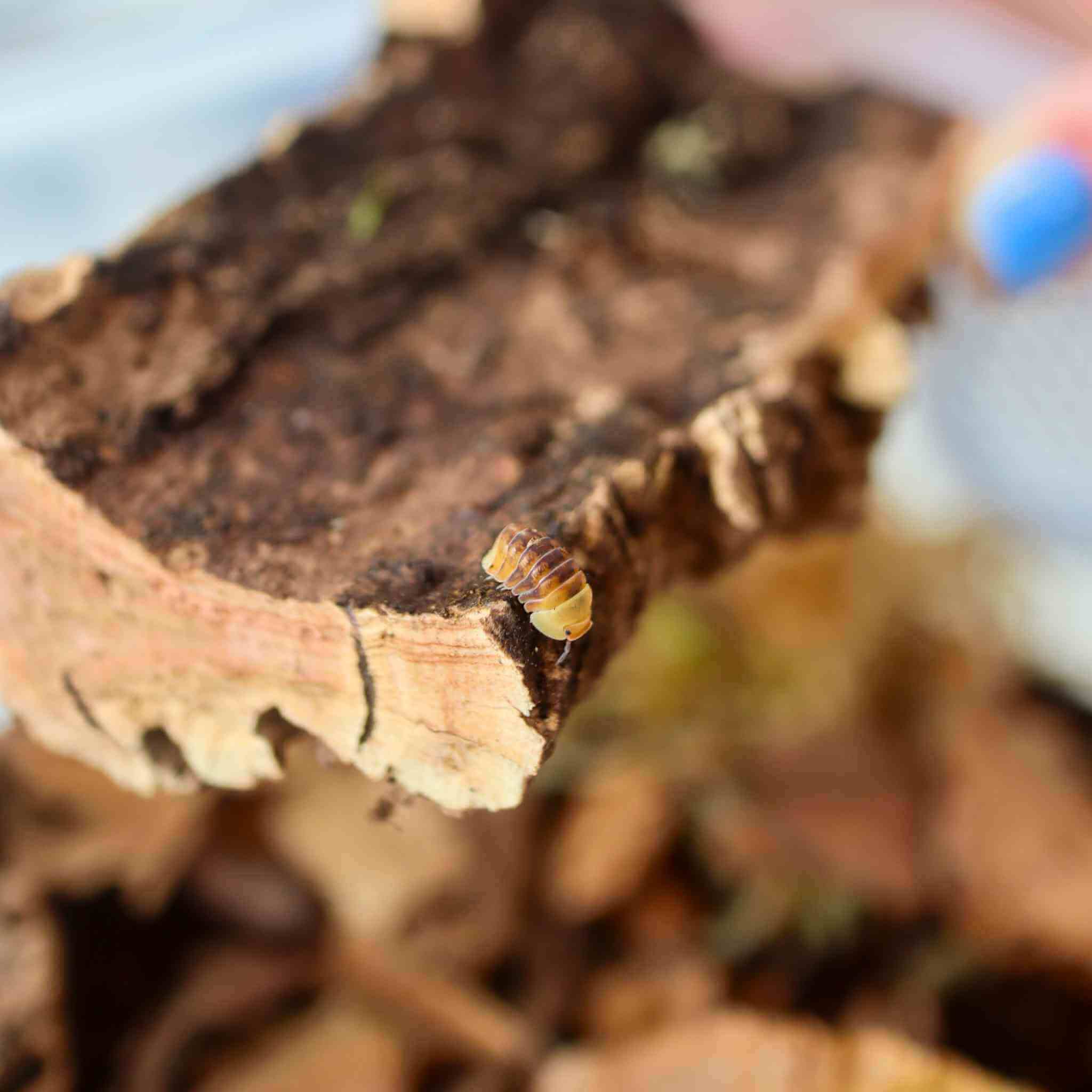 cork bark