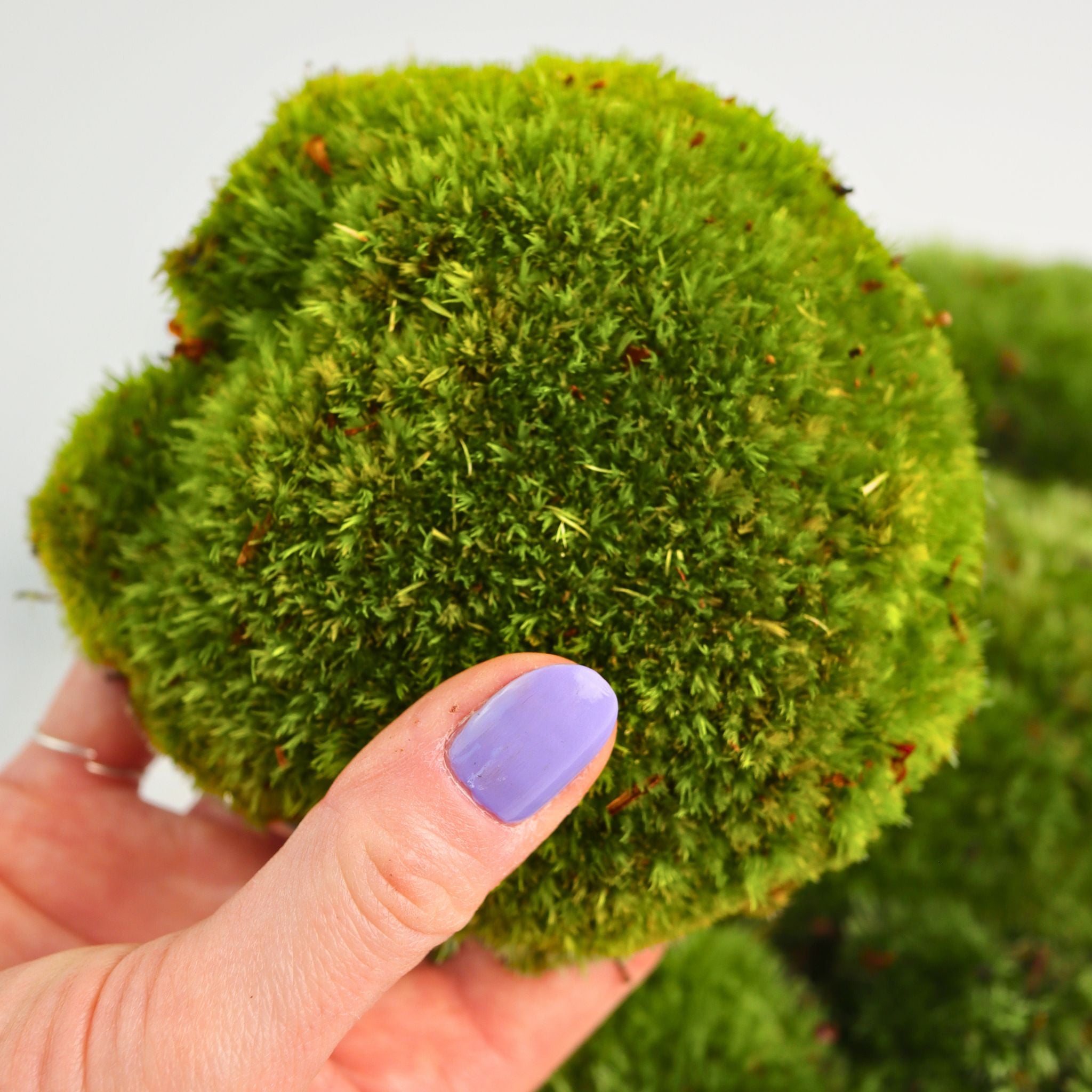 Live Cushion Moss (Bun Moss / Pillow Moss)