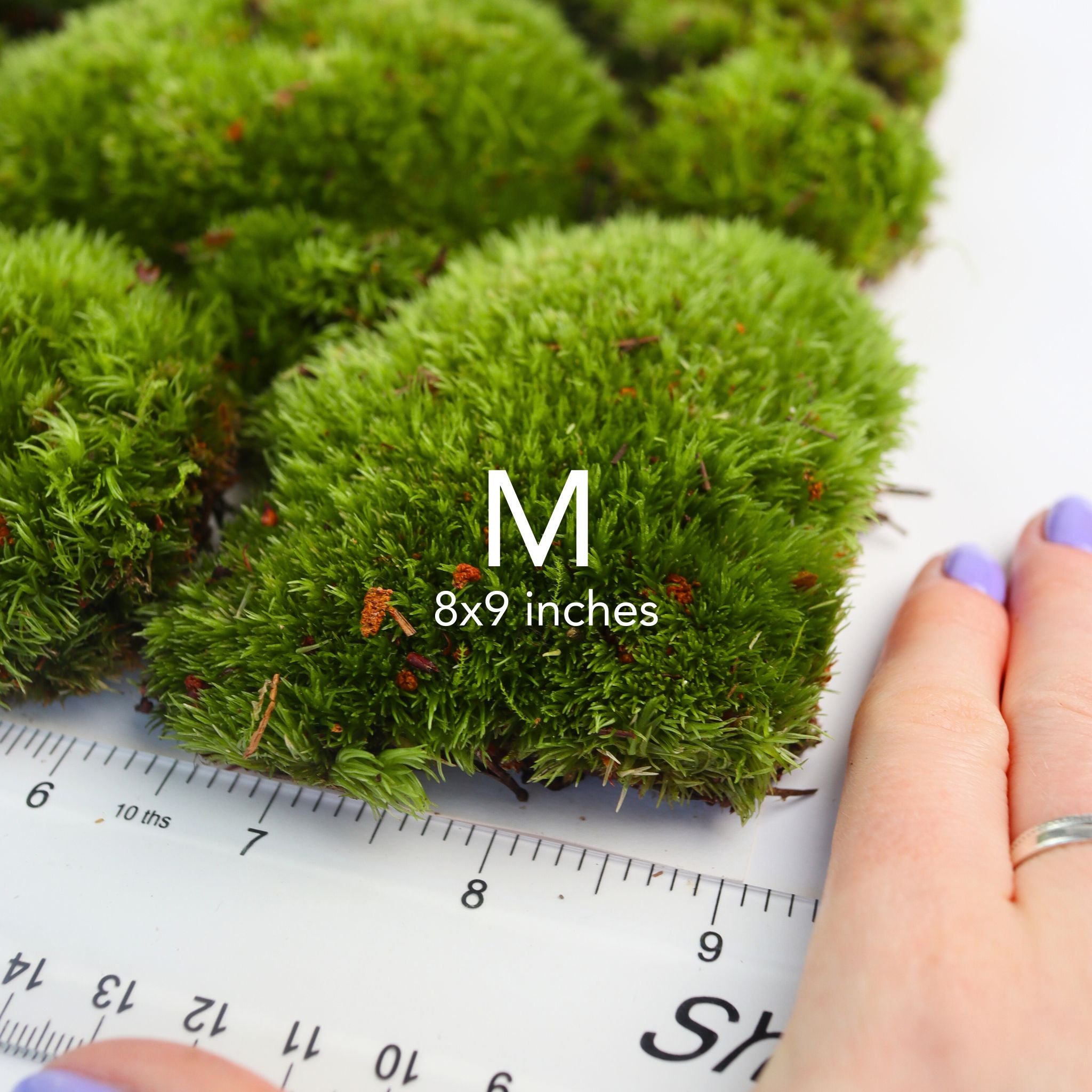 Live Cushion Moss (Bun Moss / Pillow Moss)