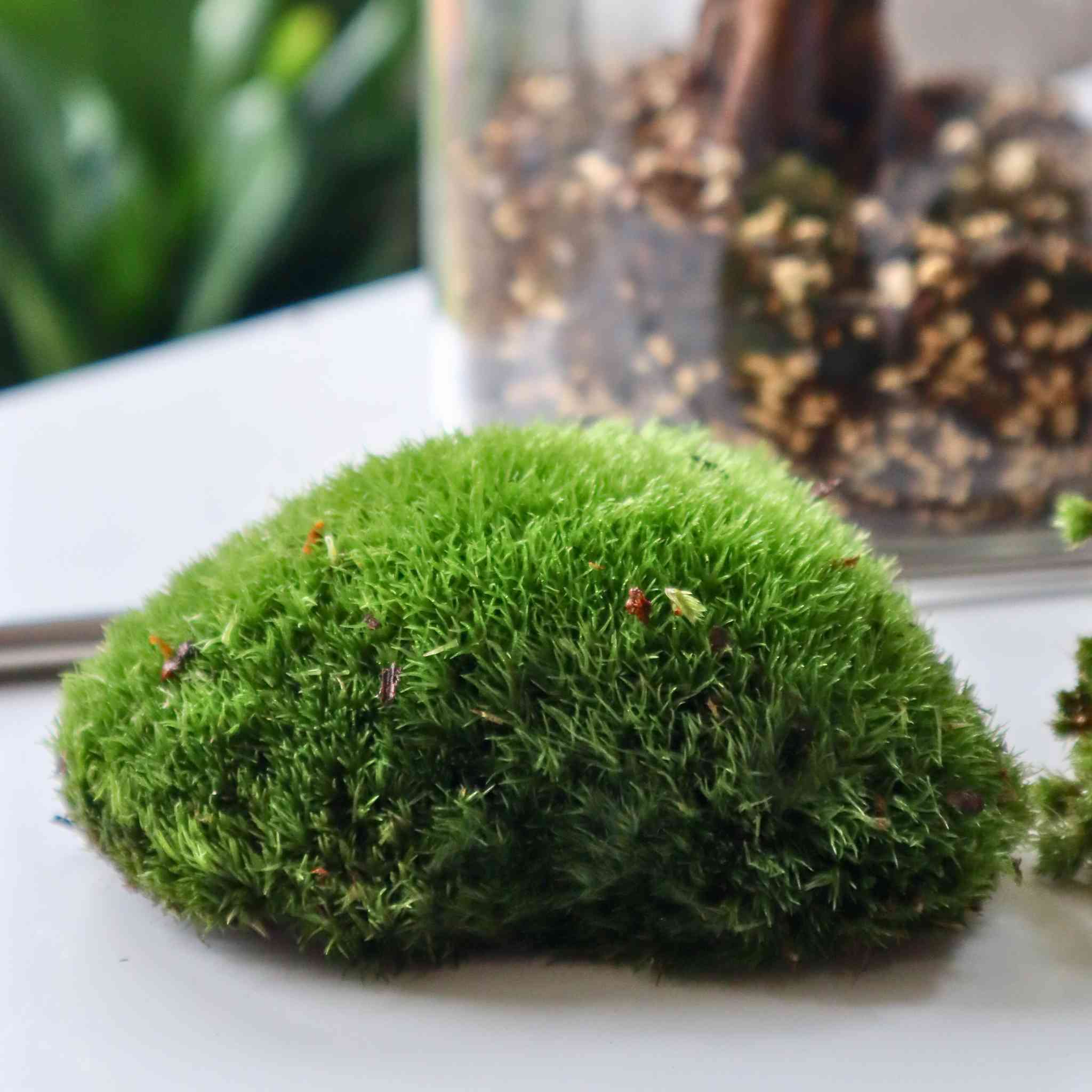 live cushion moss (bun moss)