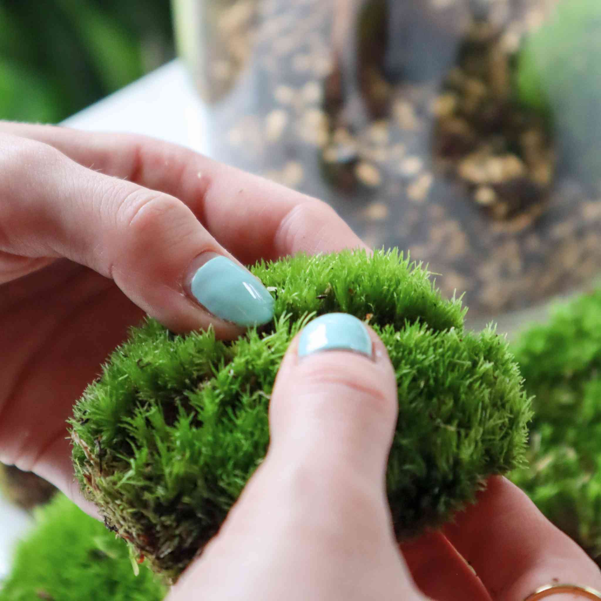 live cushion moss (bun moss)