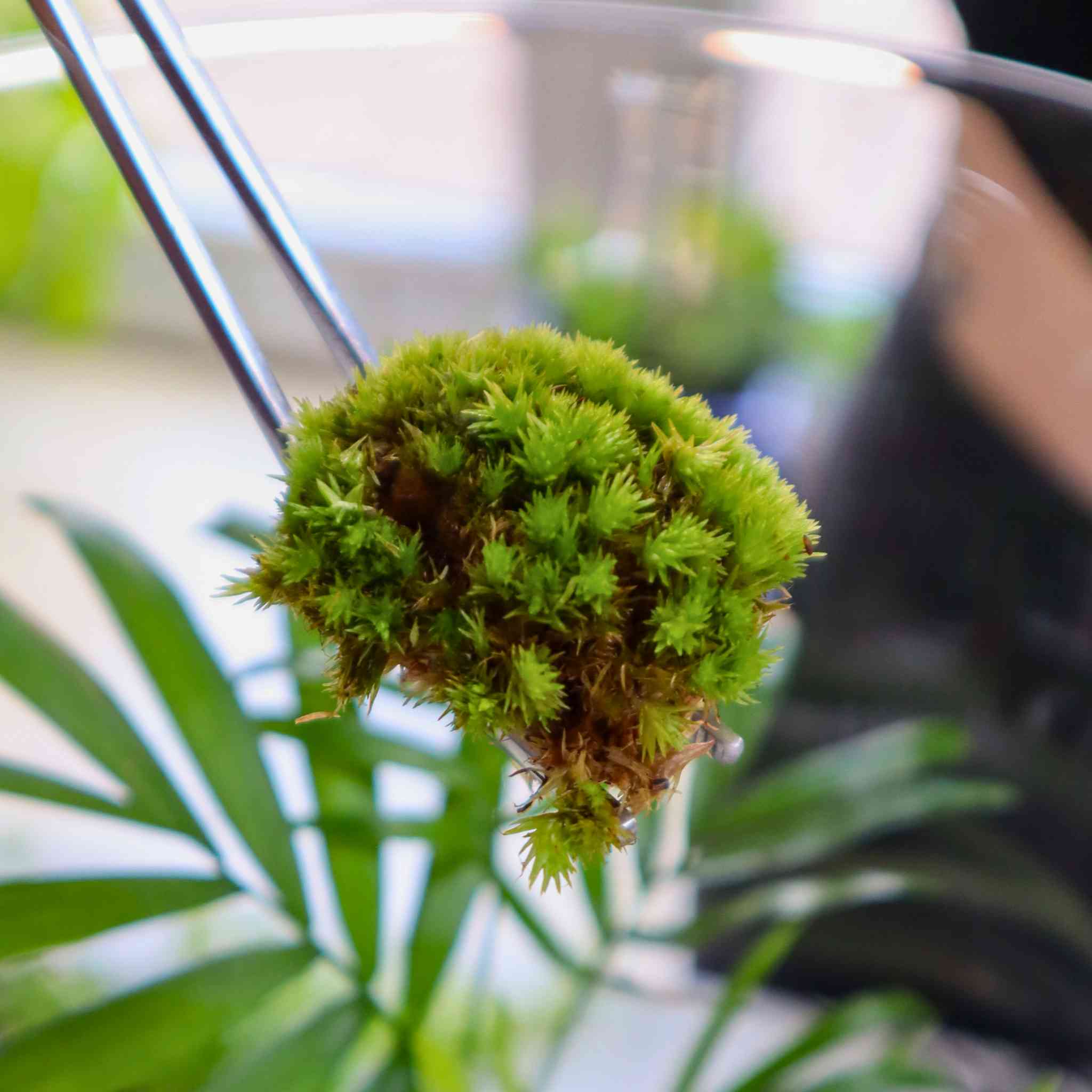 live cushion moss (bun moss)