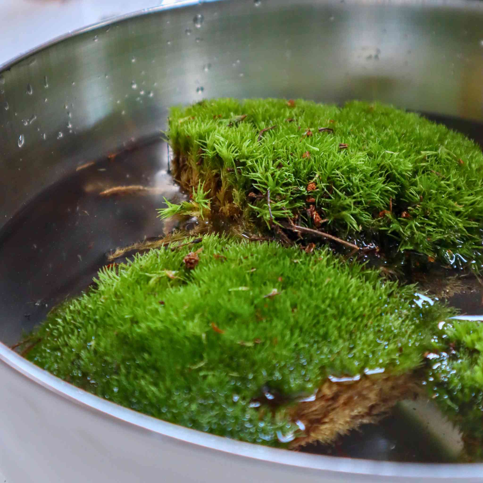 live cushion moss (bun moss)