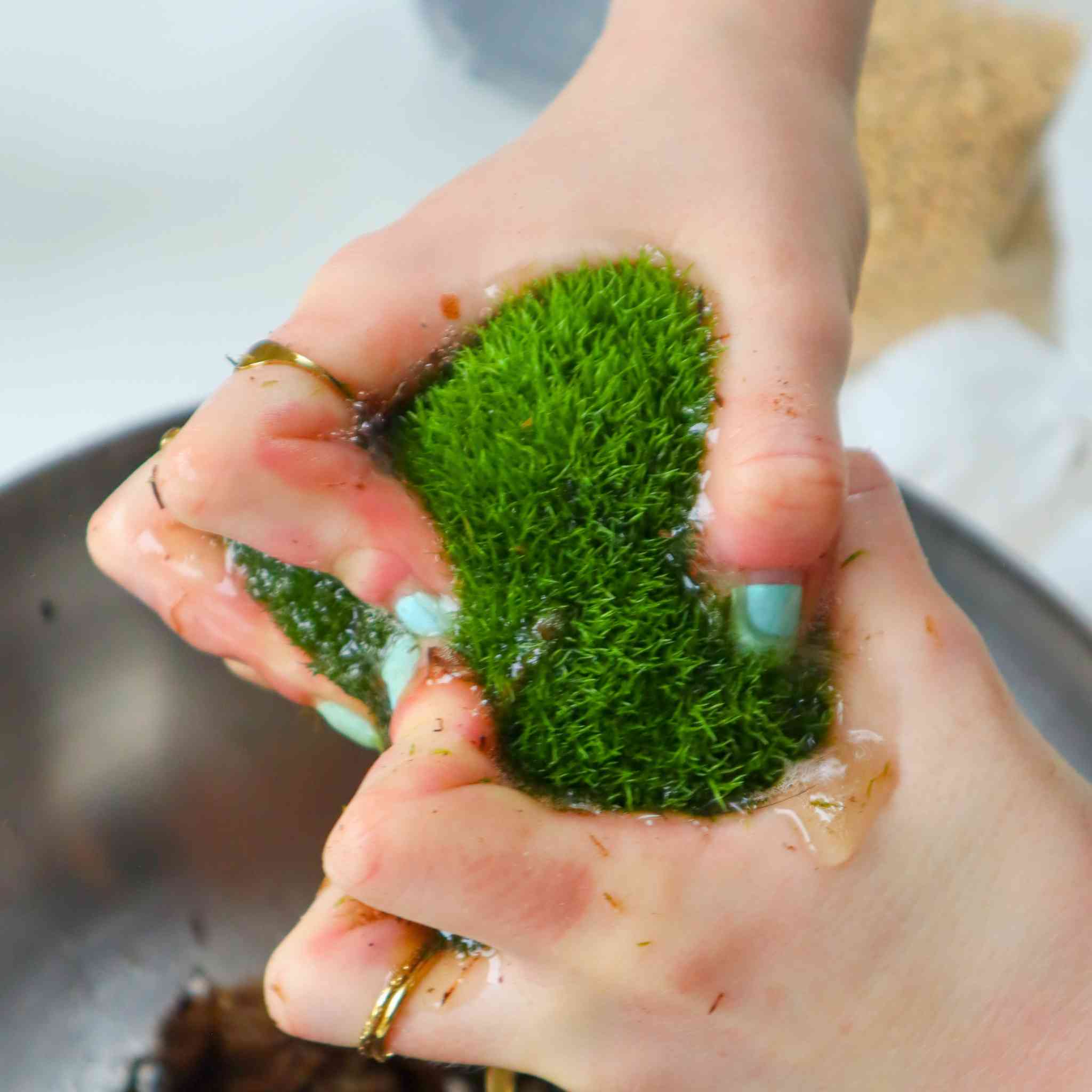 live cushion moss (bun moss)