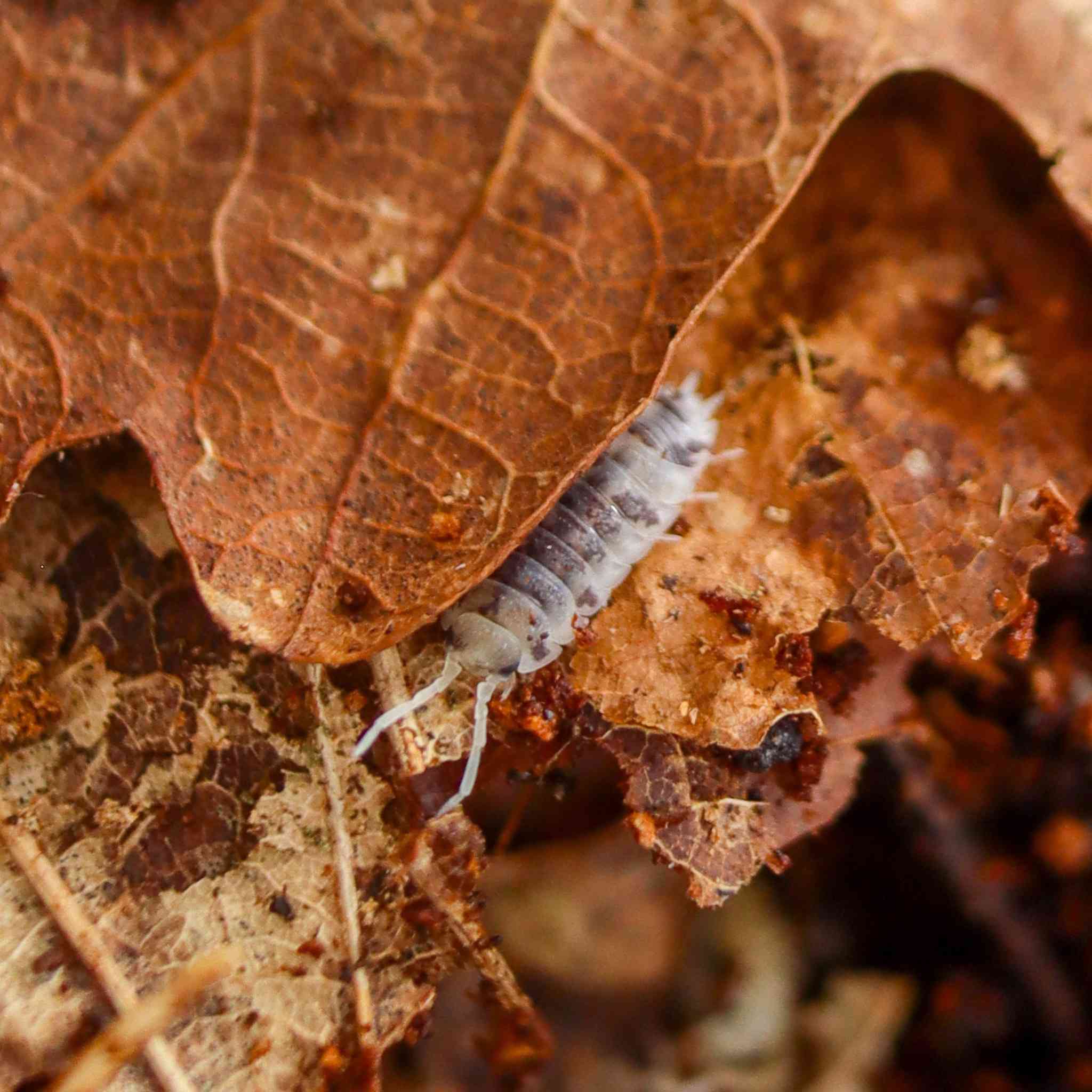 dairy cow isopod on leaf litter