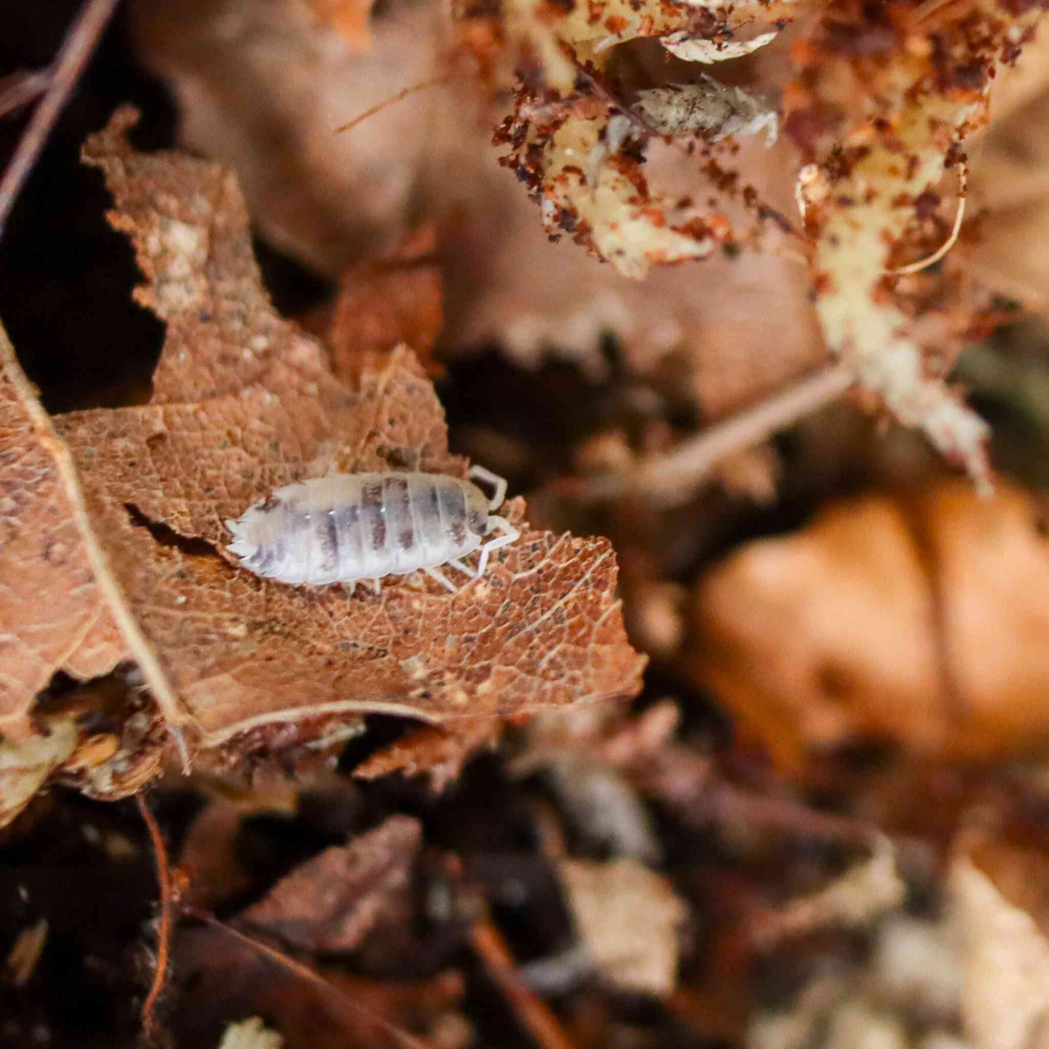dairy cow isopod on leaf litter