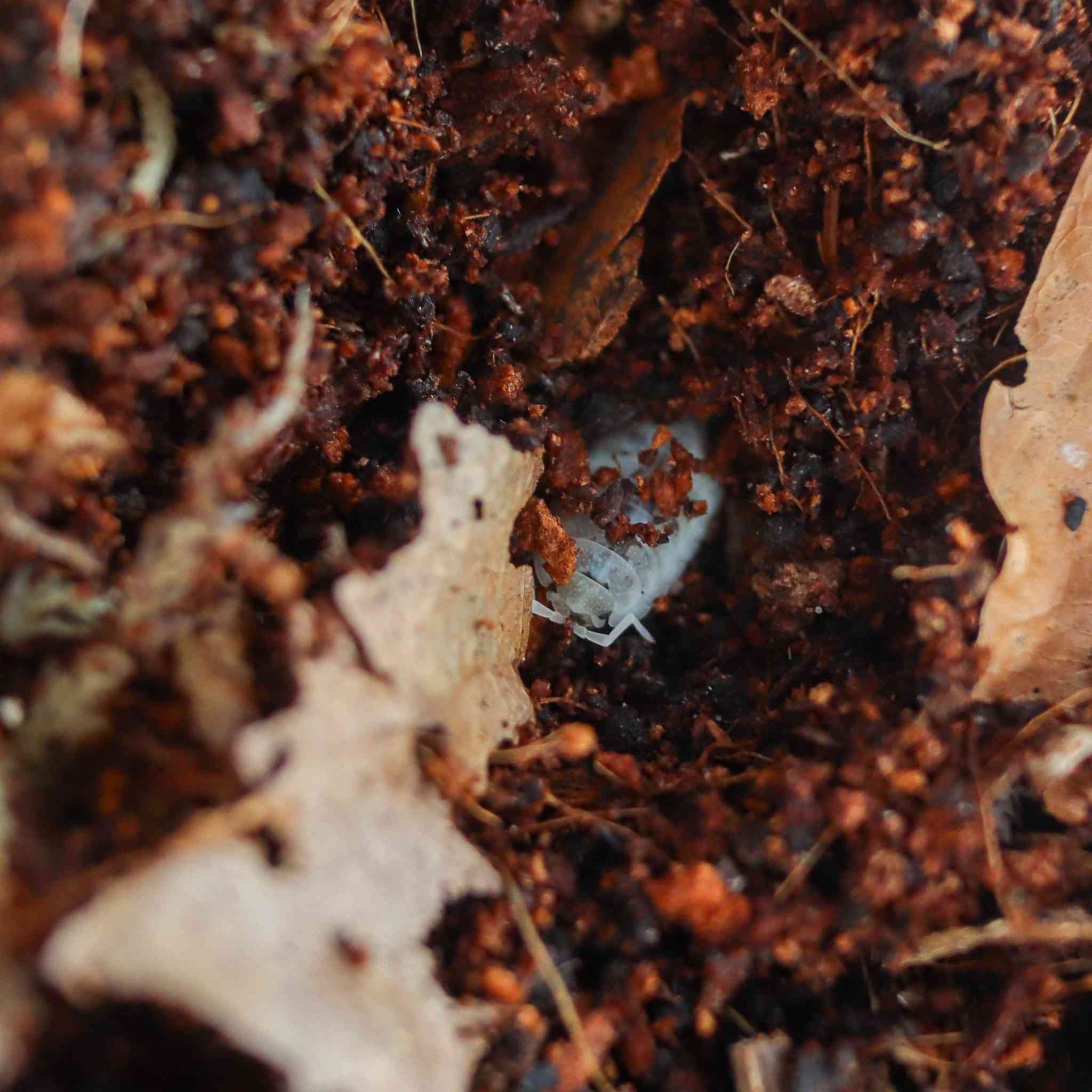dairy cow isopod burrowed in substrate