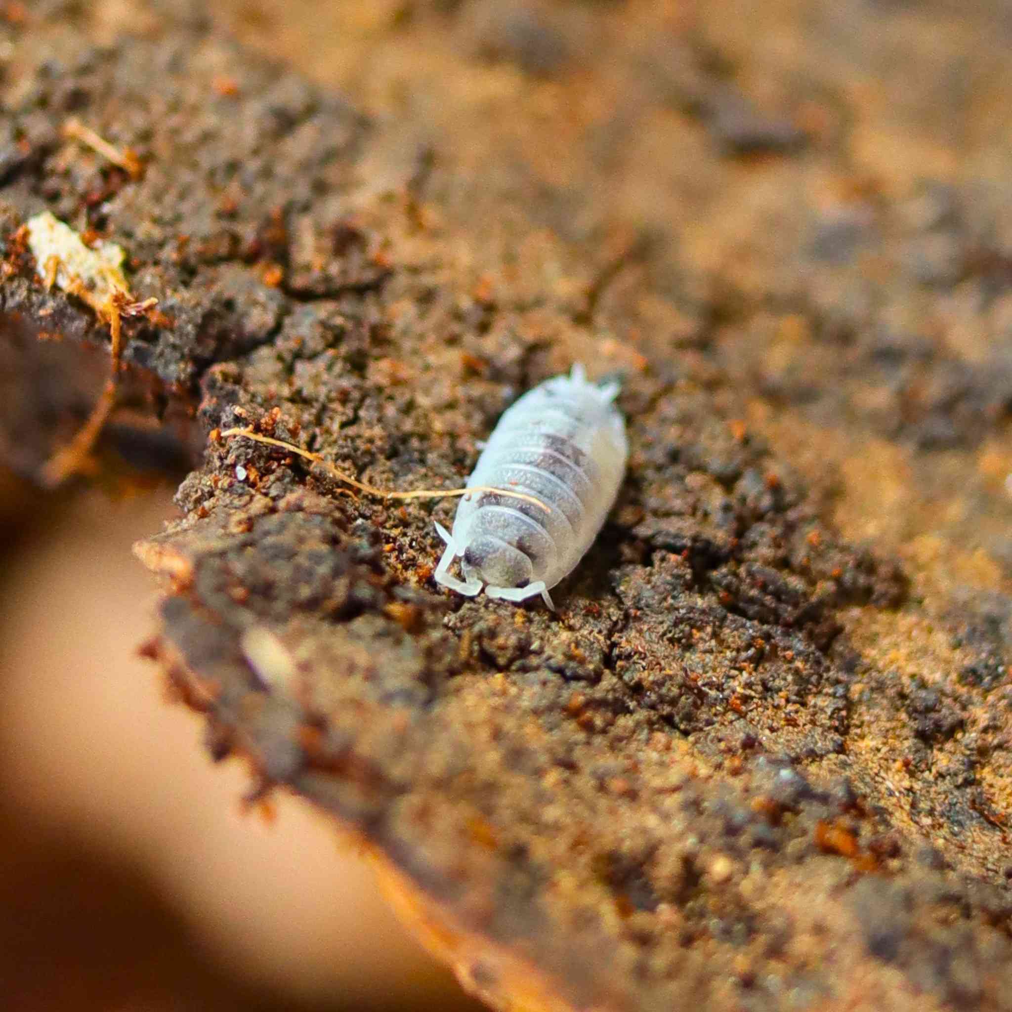 dairy cow isopod on wood