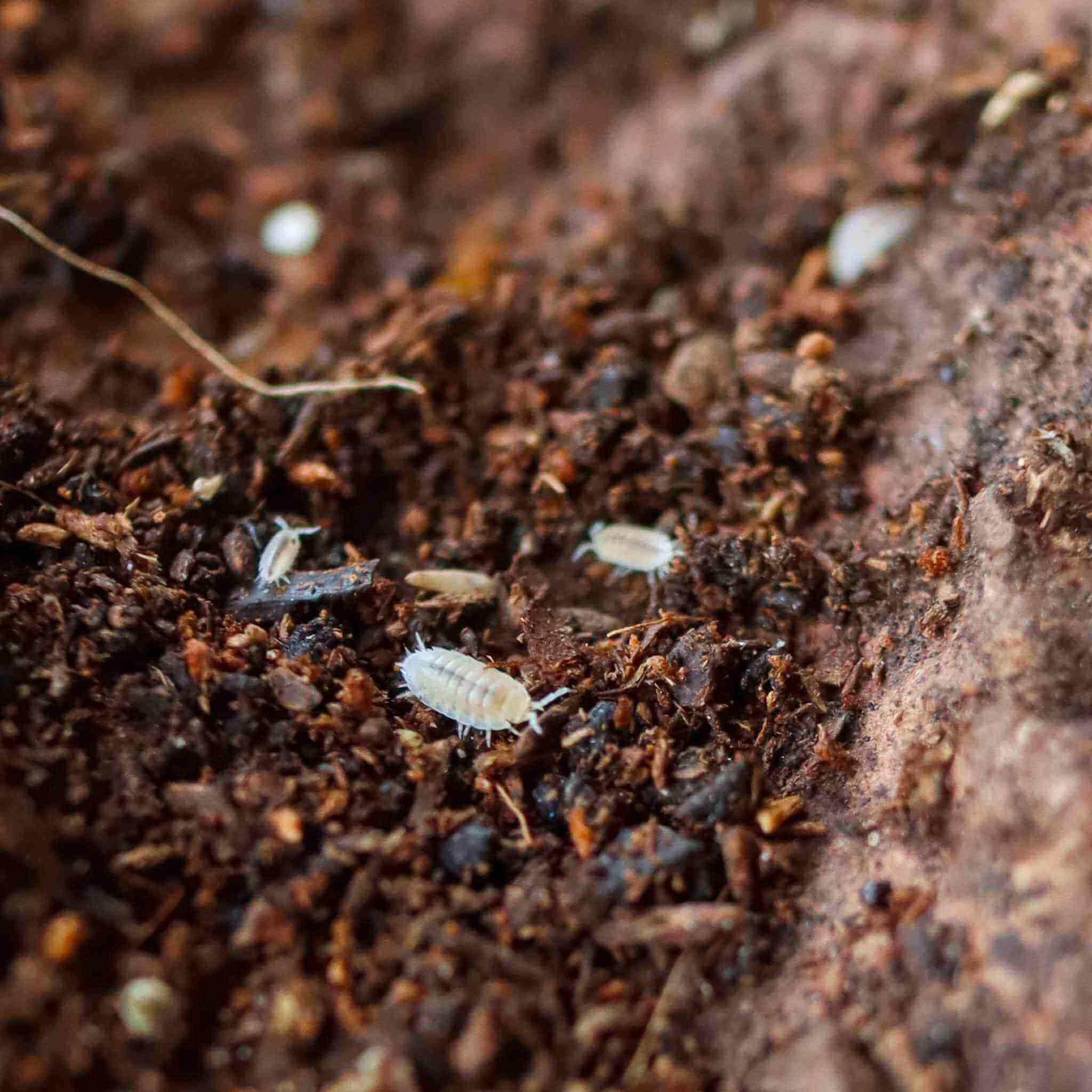 dwarf white isopods