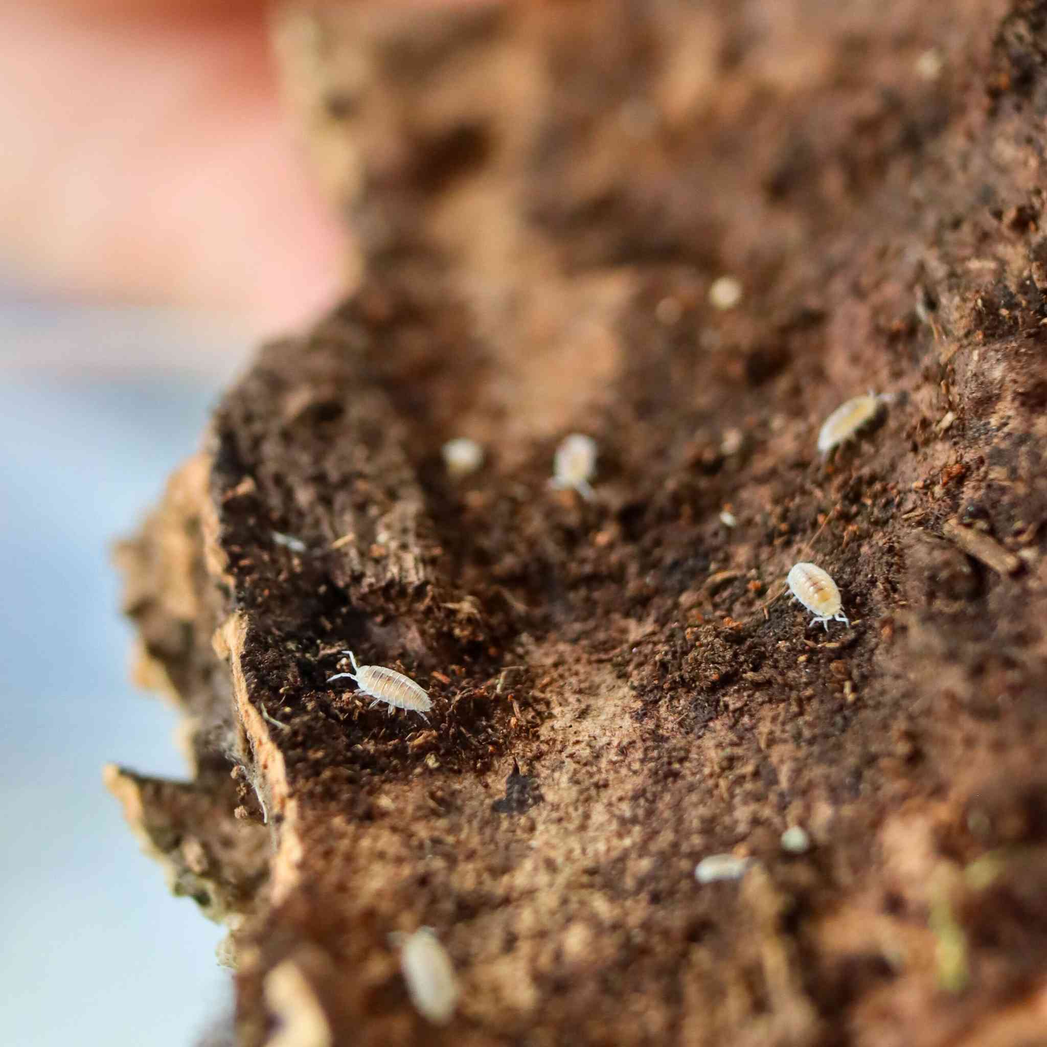 dwarf white isopod on cork bark