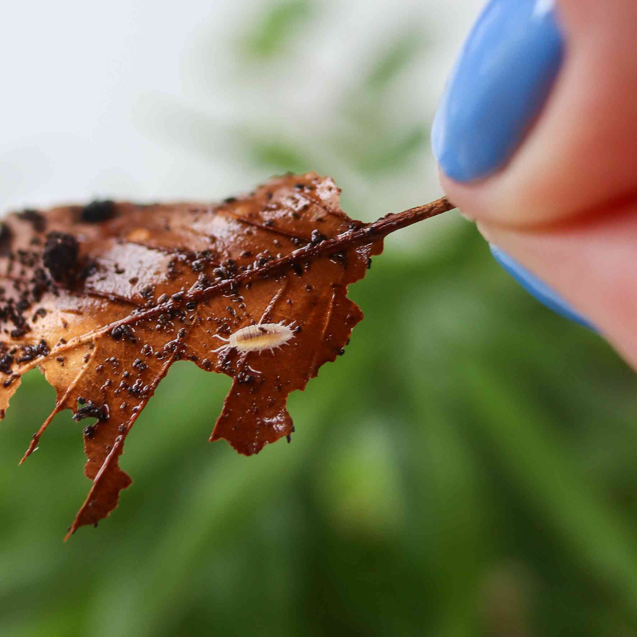 dwarf white isopod on leaf