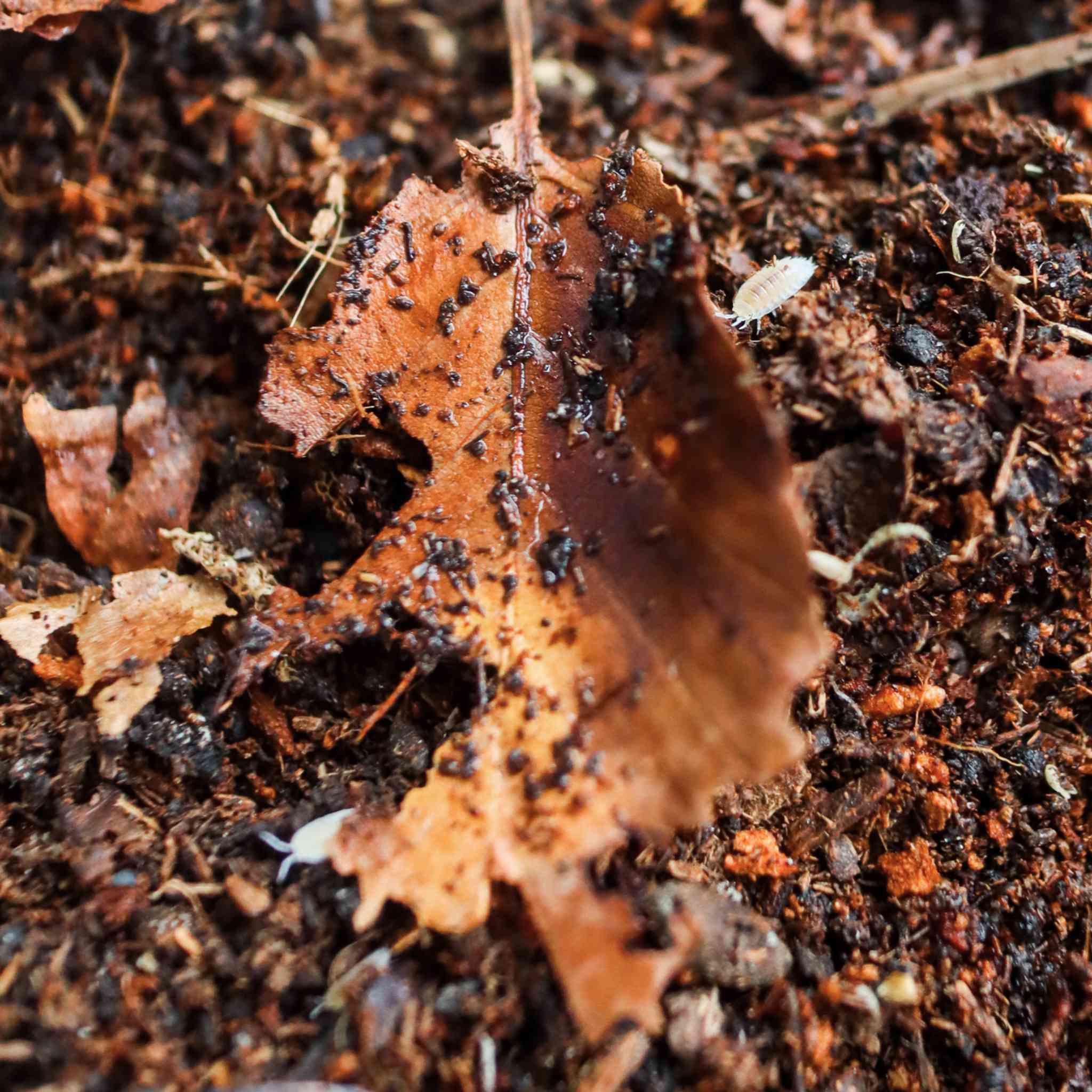 dwarf white isopod on leaf