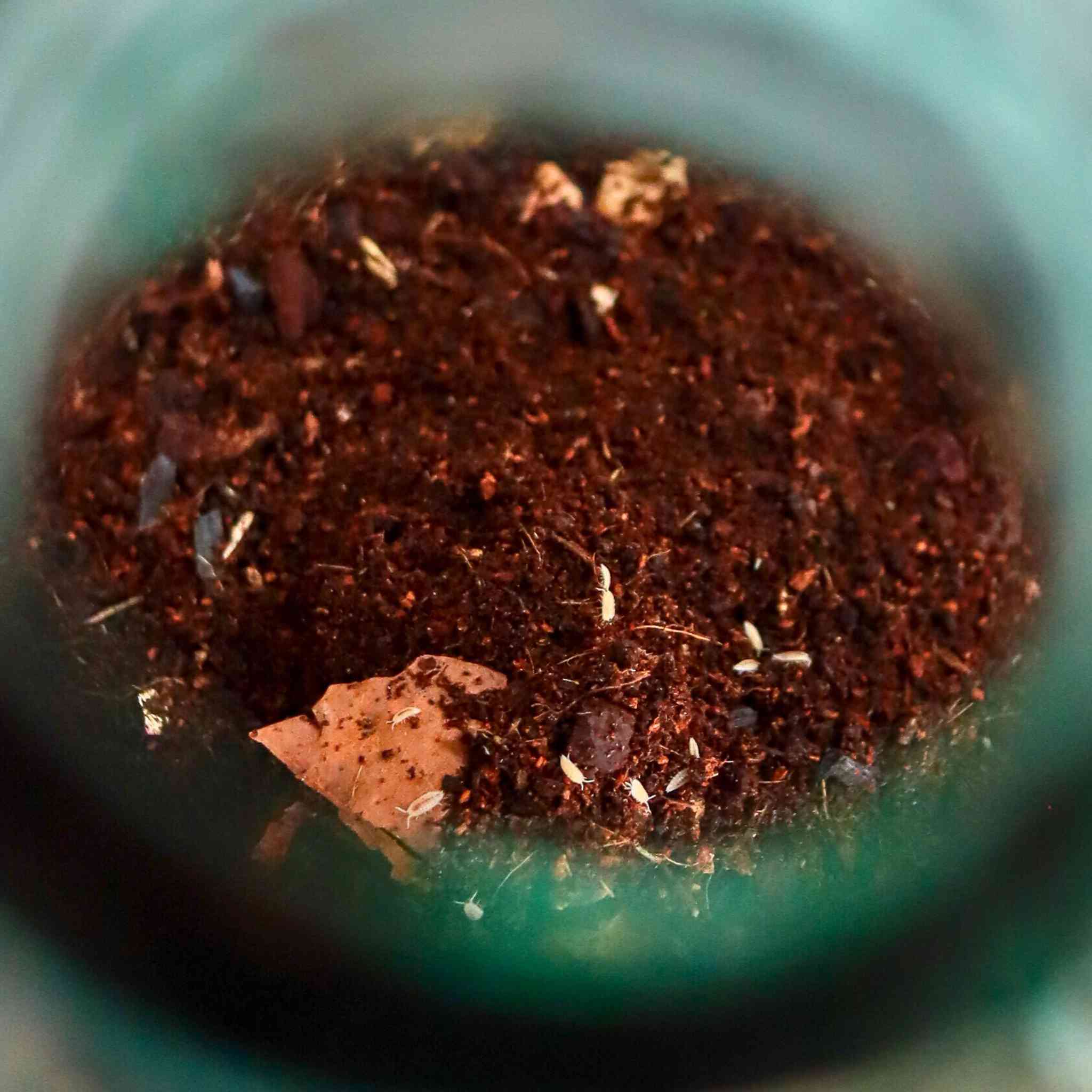 dwarf white isopod in terrarium