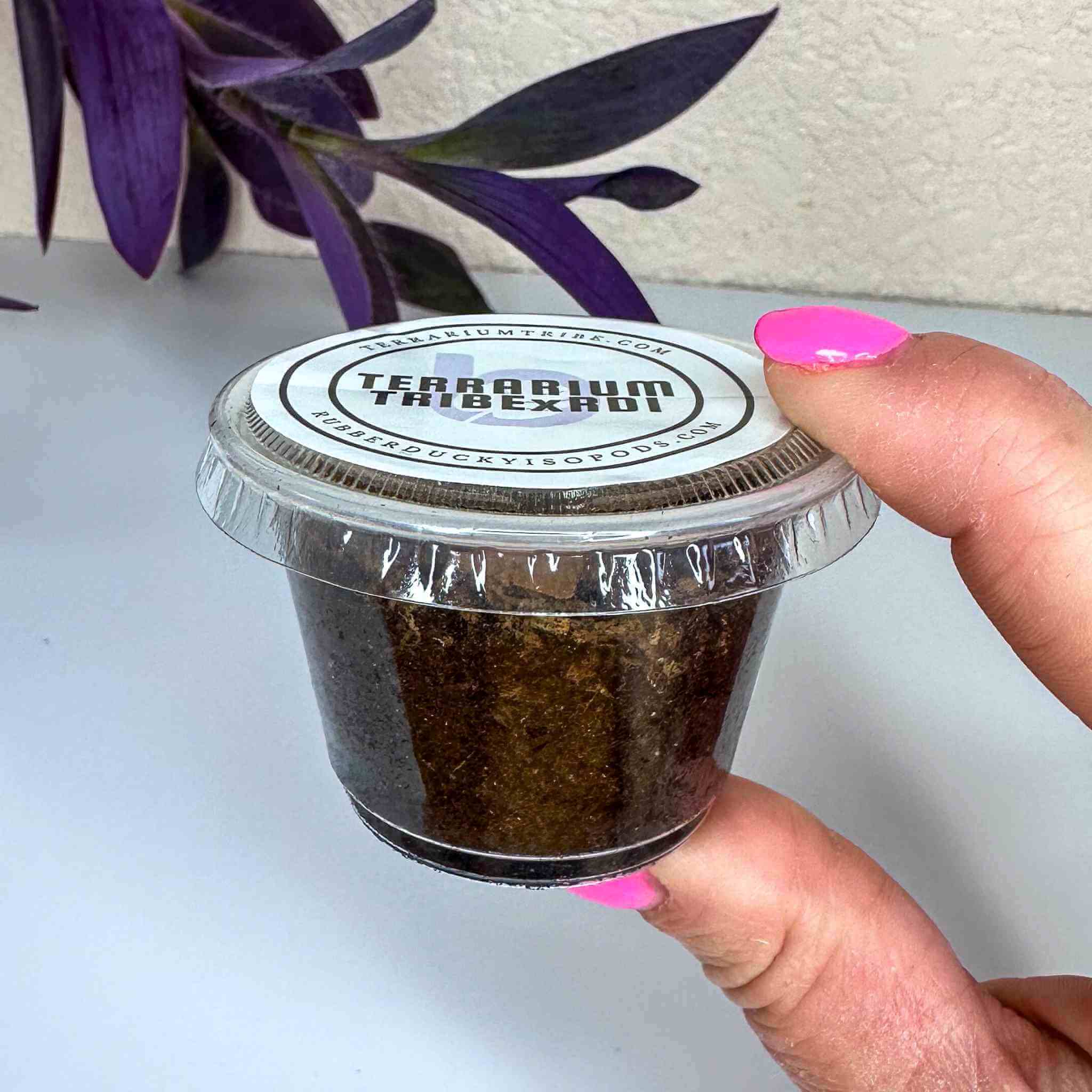 Dwarf isopod culture pot in hand