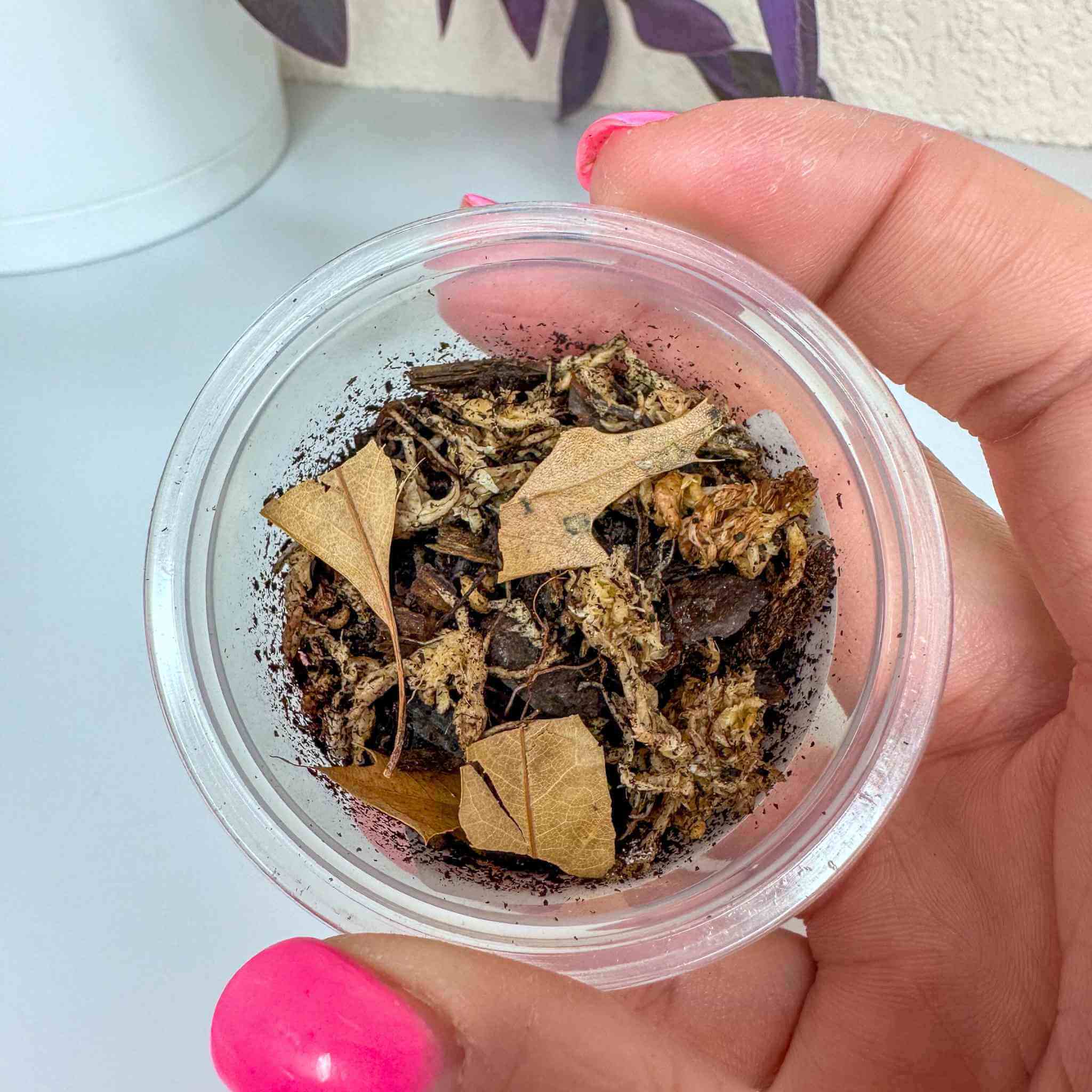 Dwarf isopod culture pot in hand