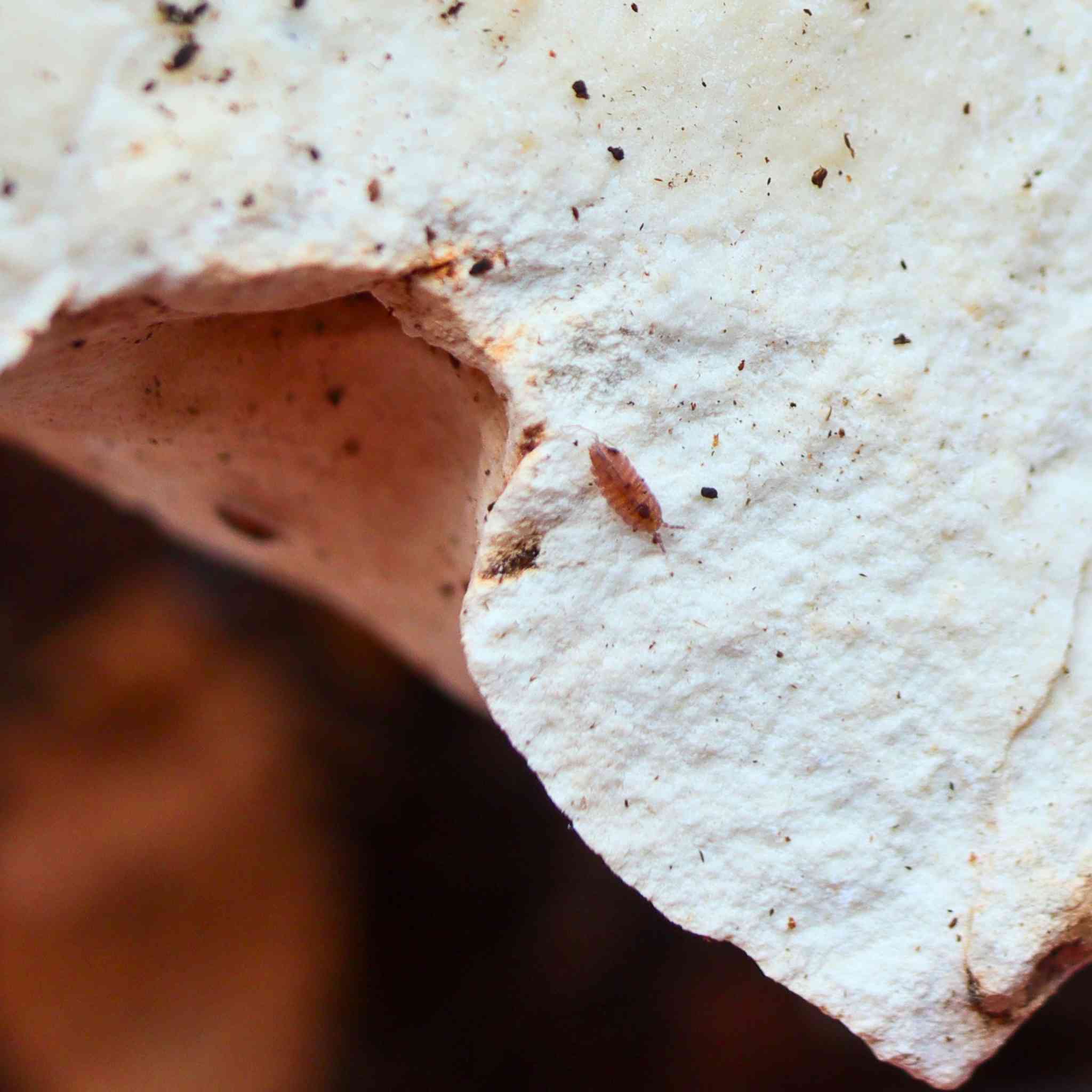 dwarf purple isopod on cubaris stone