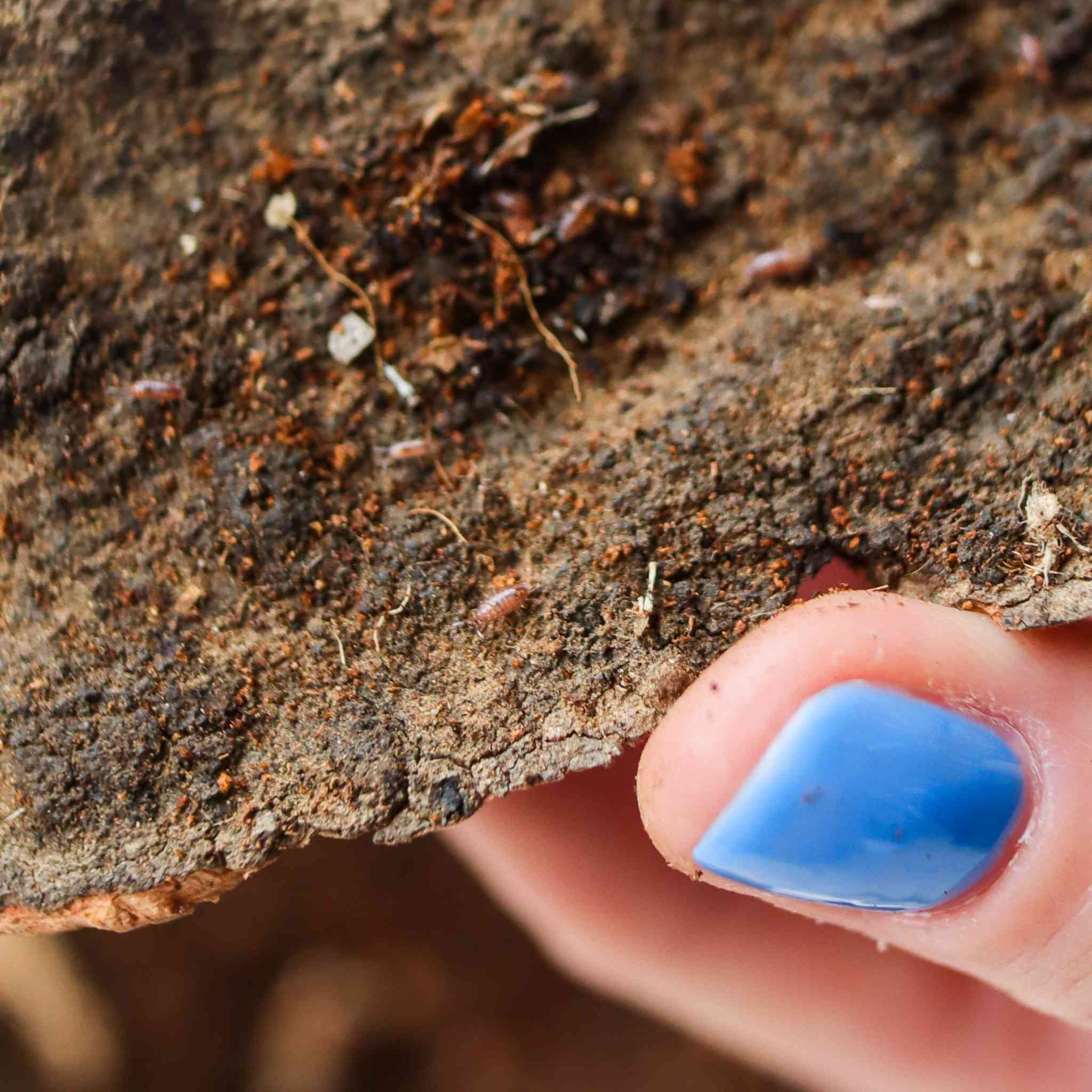 dwarf purple isopod size comparison
