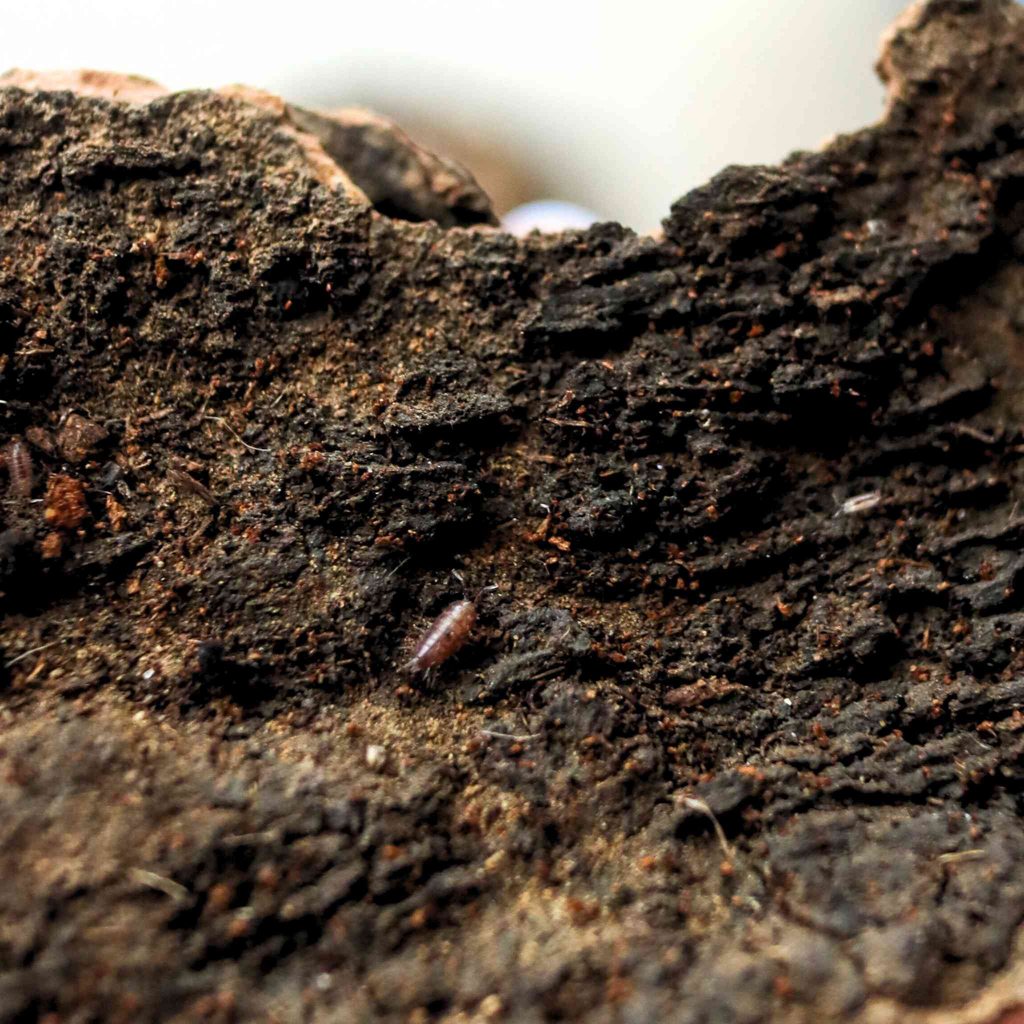 dwarf purple isopod on wood