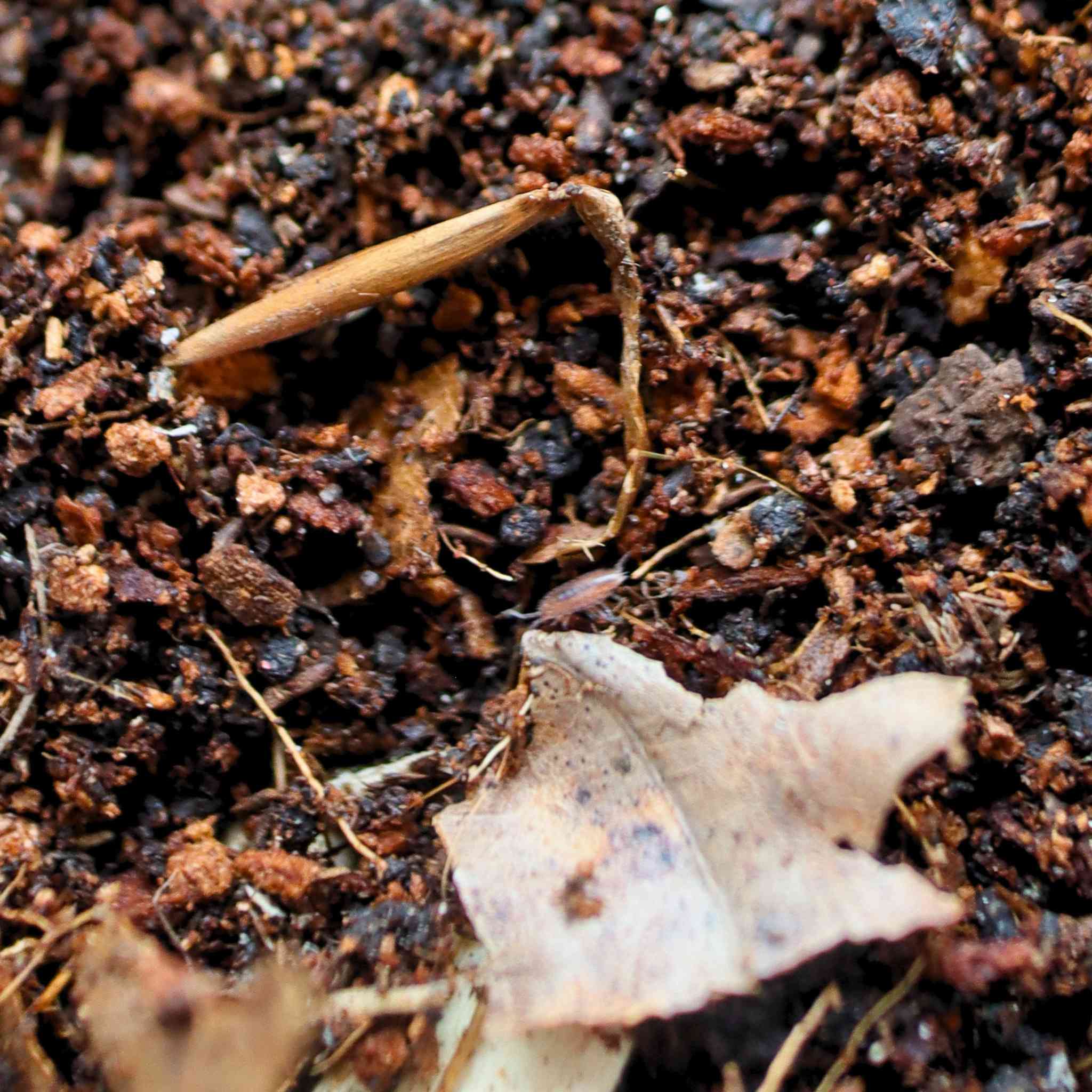 dwarf purple isopod on leaf litter