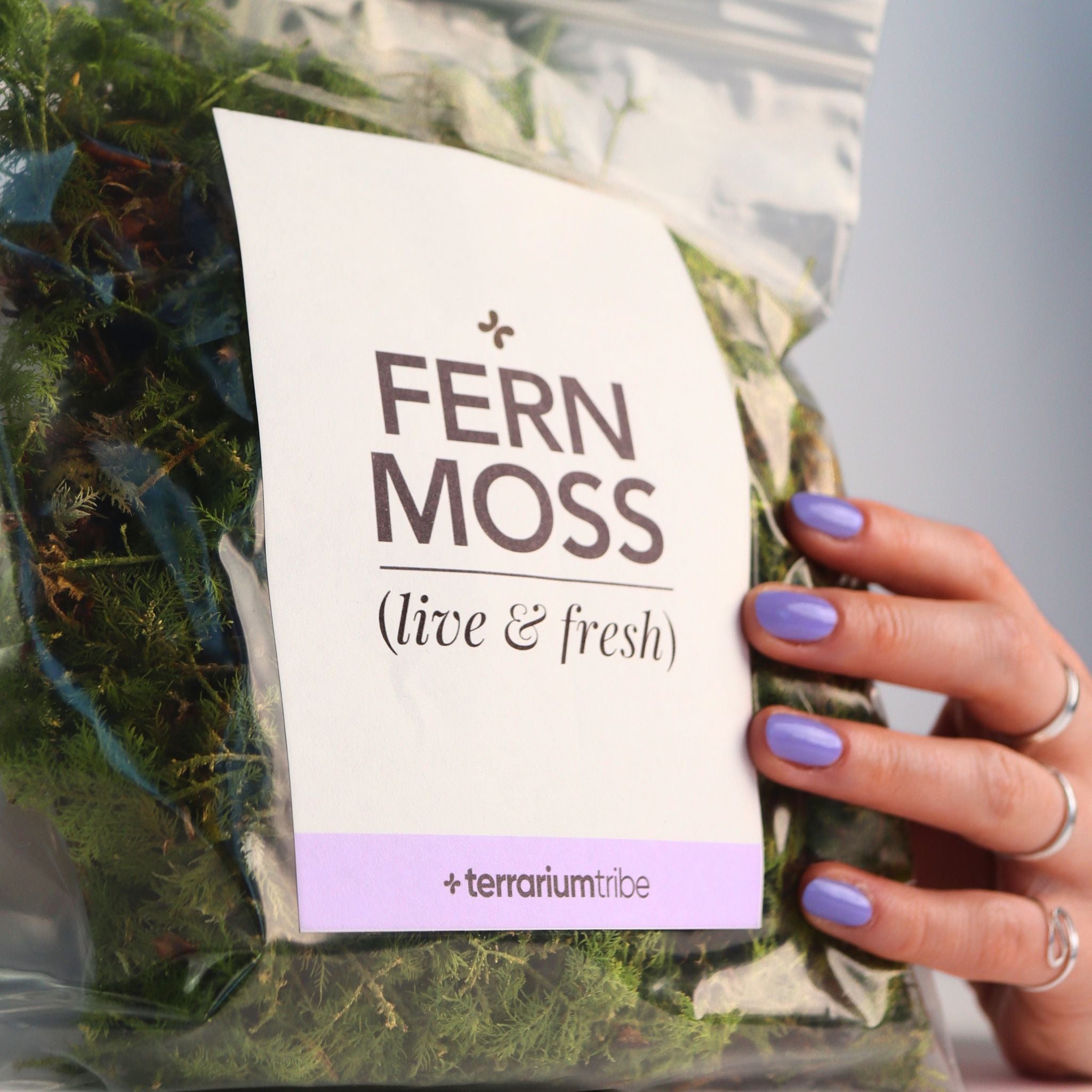 Live Fern Moss (Thuidium Delicatulum)