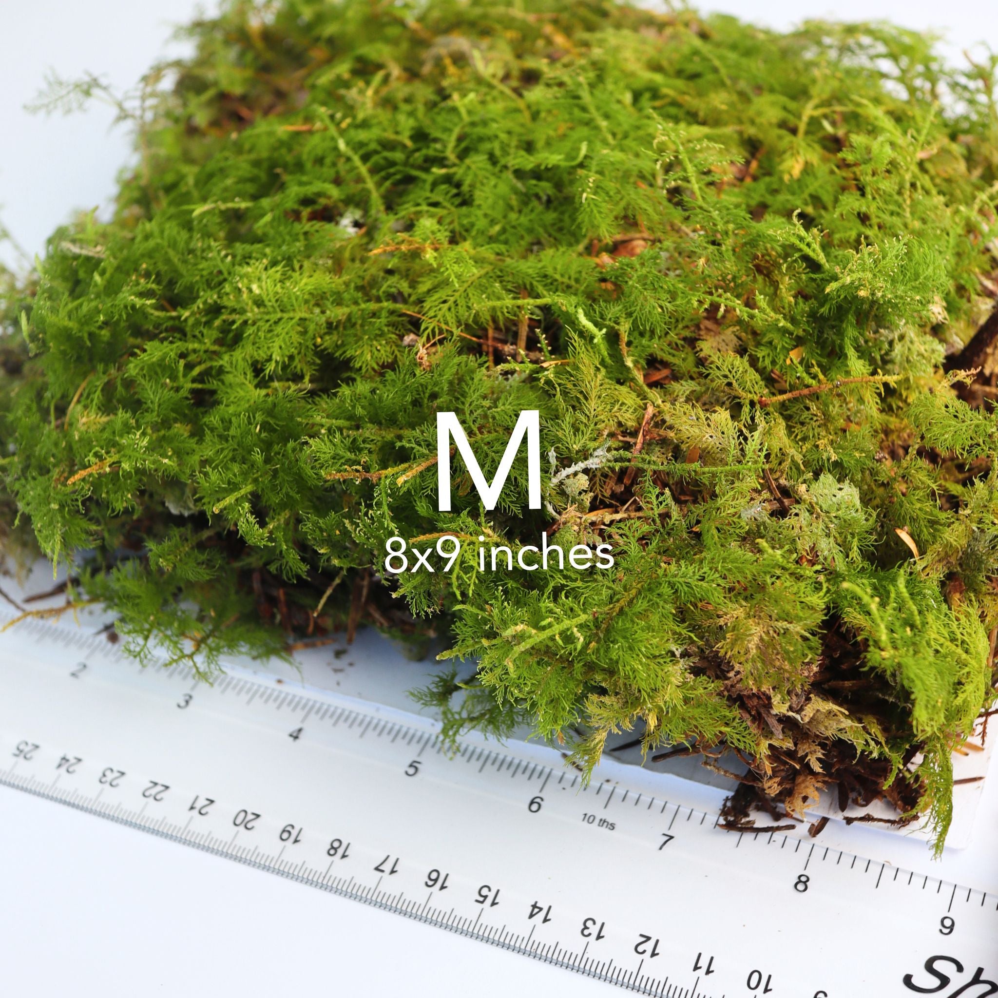 Live Fern Moss (Thuidium Delicatulum)