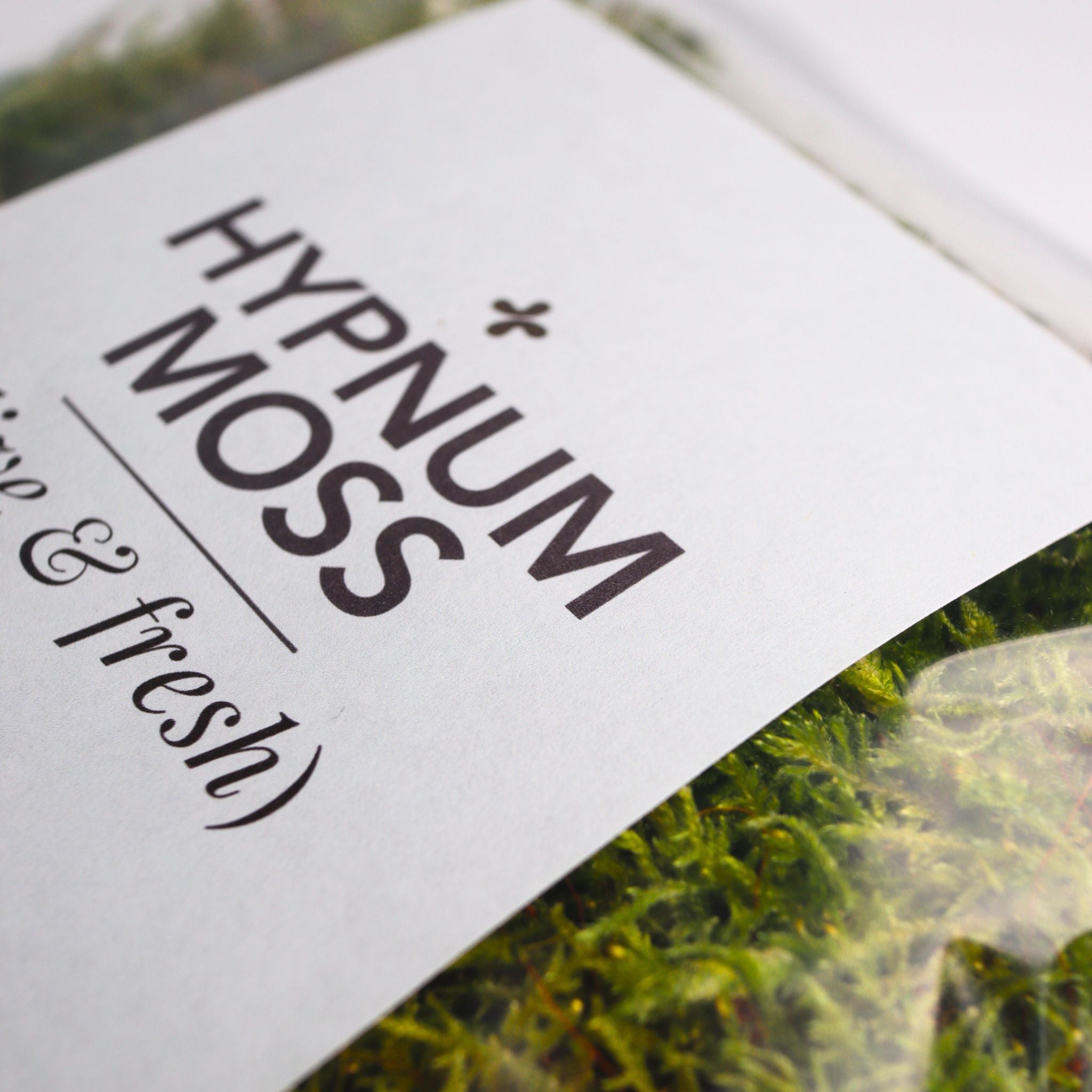 Live Sheet Moss (Hypnum Moss)