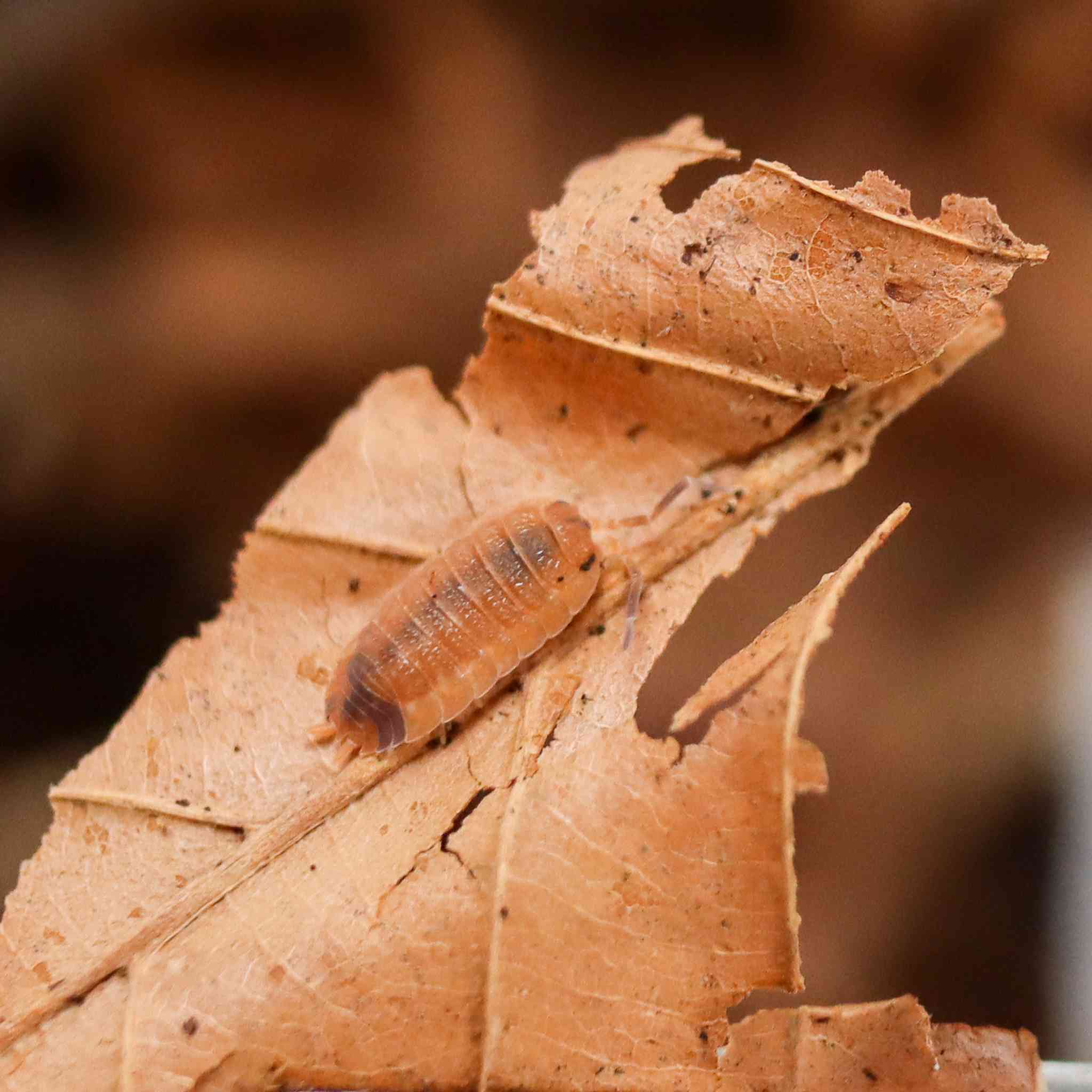 lava isopod on leaf litter