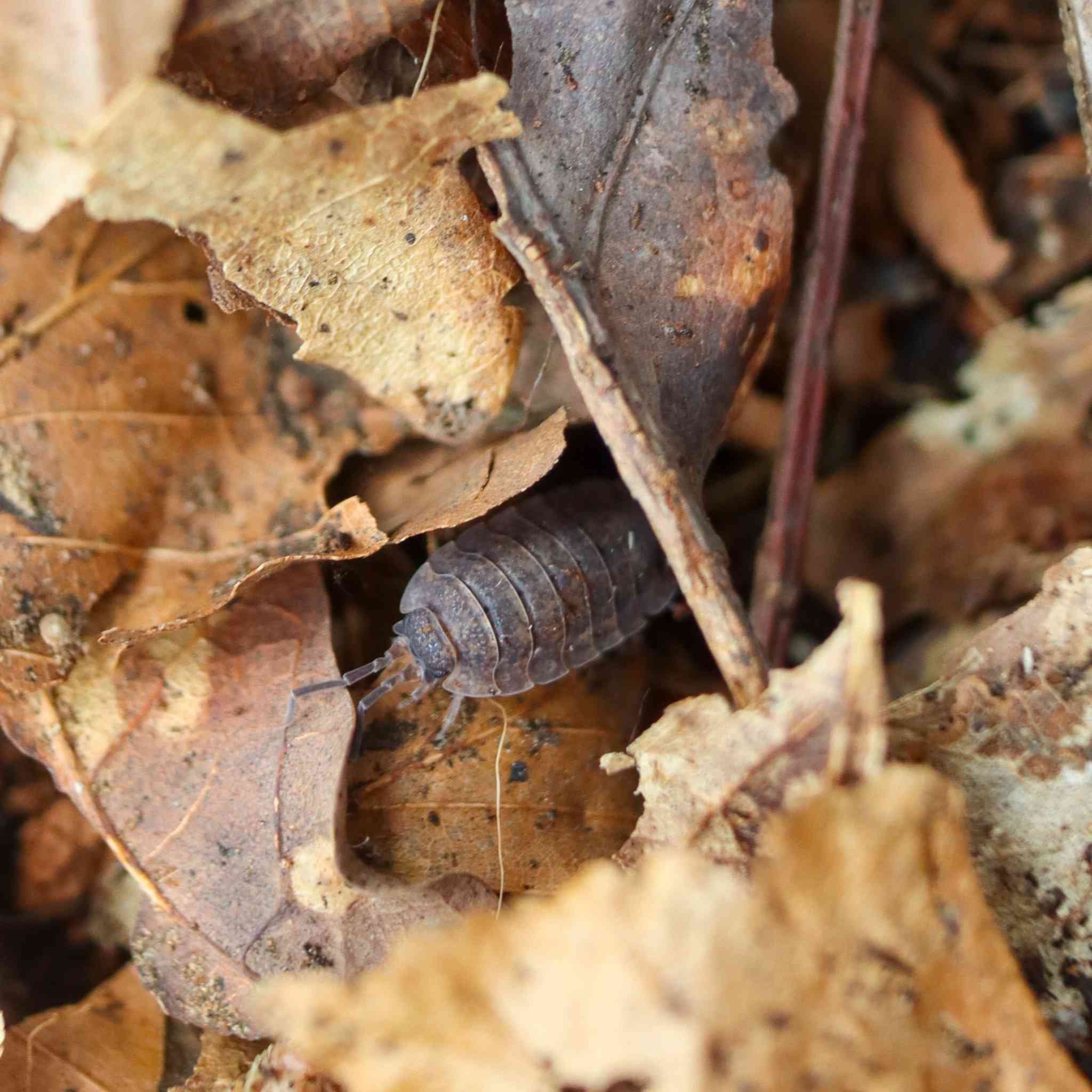 lava isopod on leaf litter