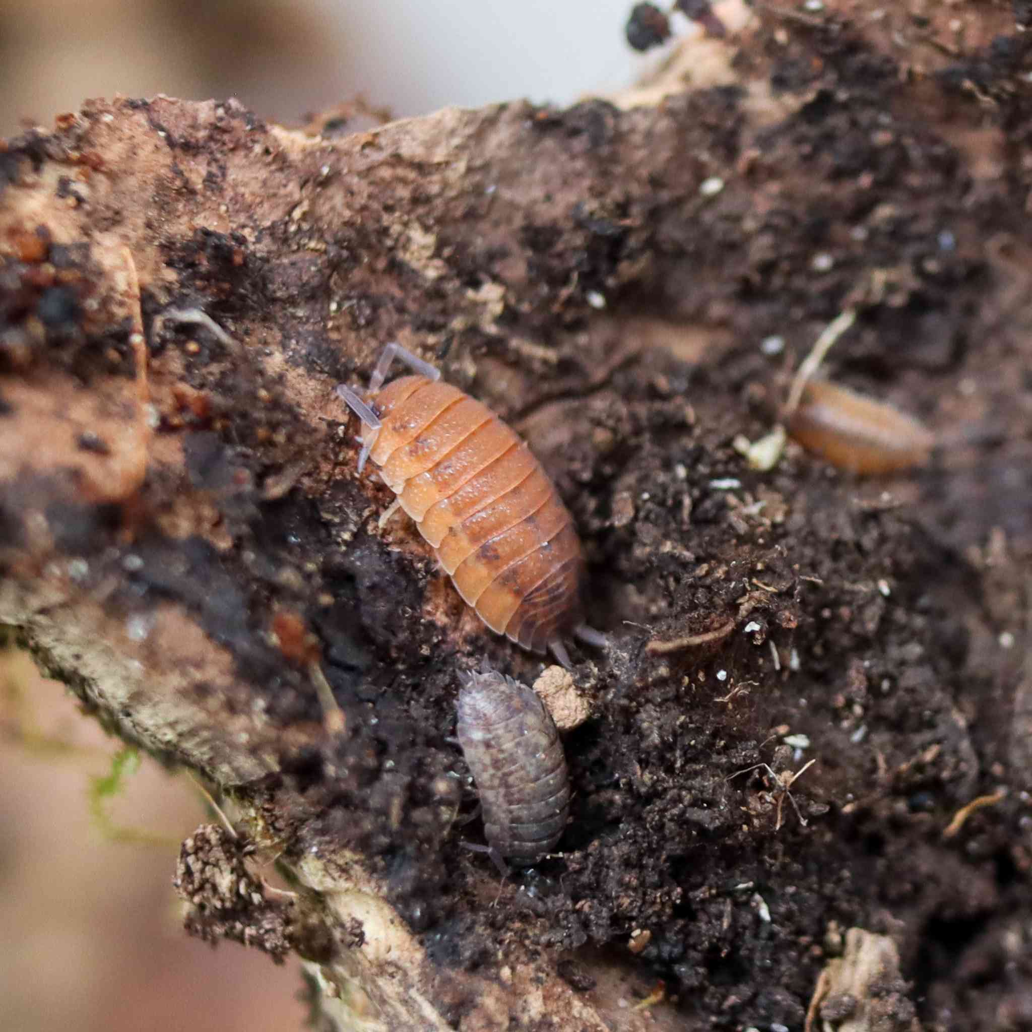 lava isopod on leaf litter