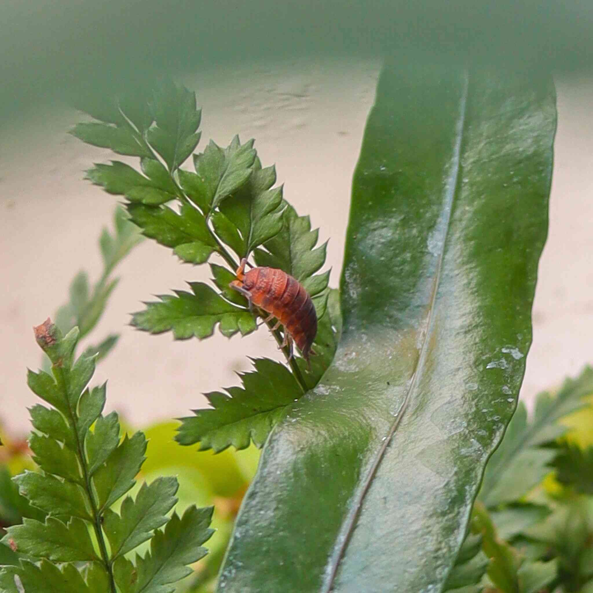 lava isopod on fern