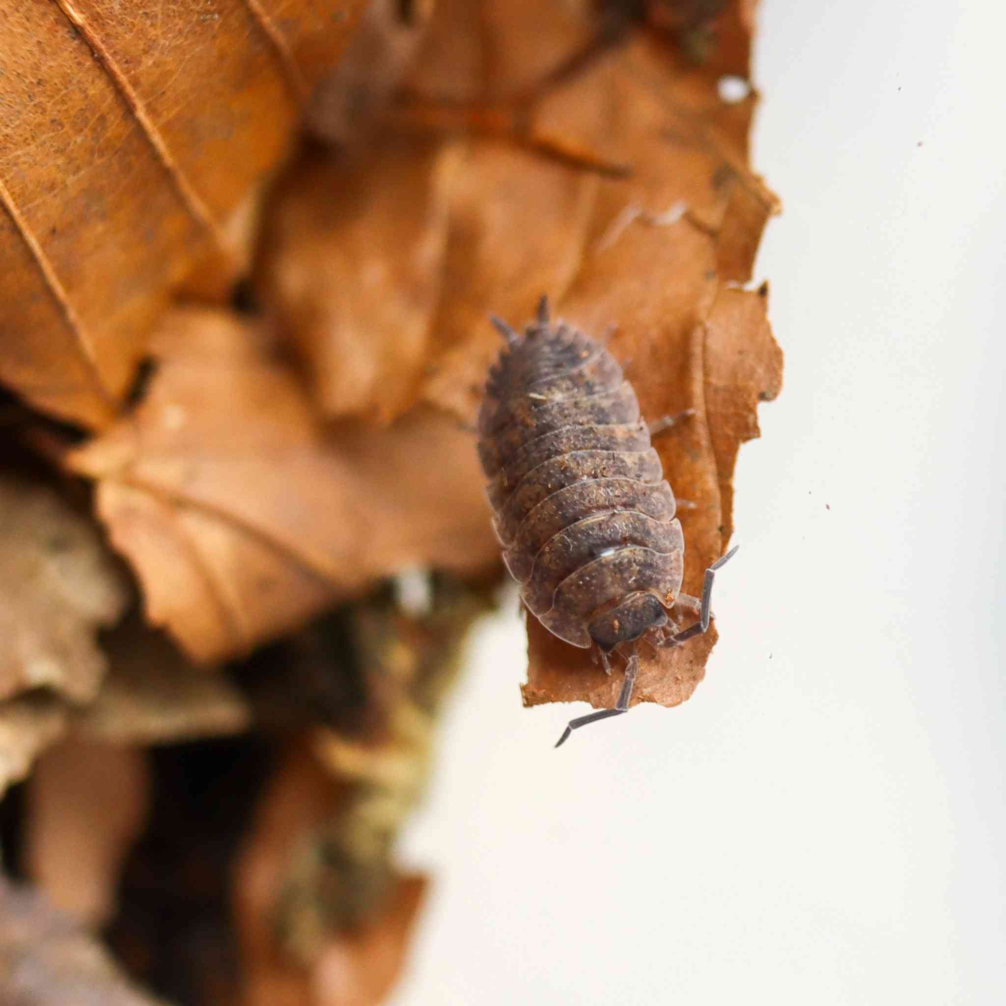 lava isopod on leaf litter