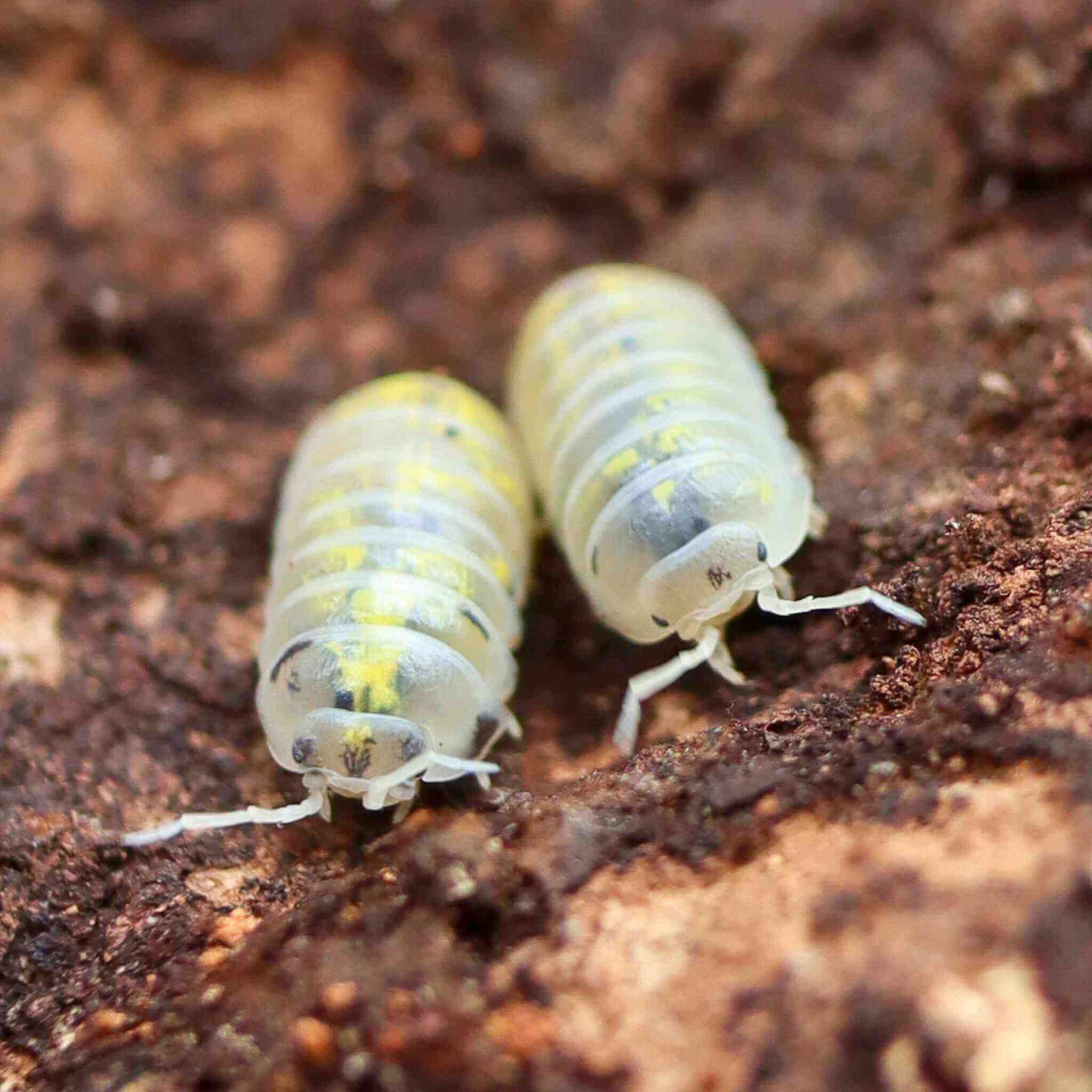magic potion isopods