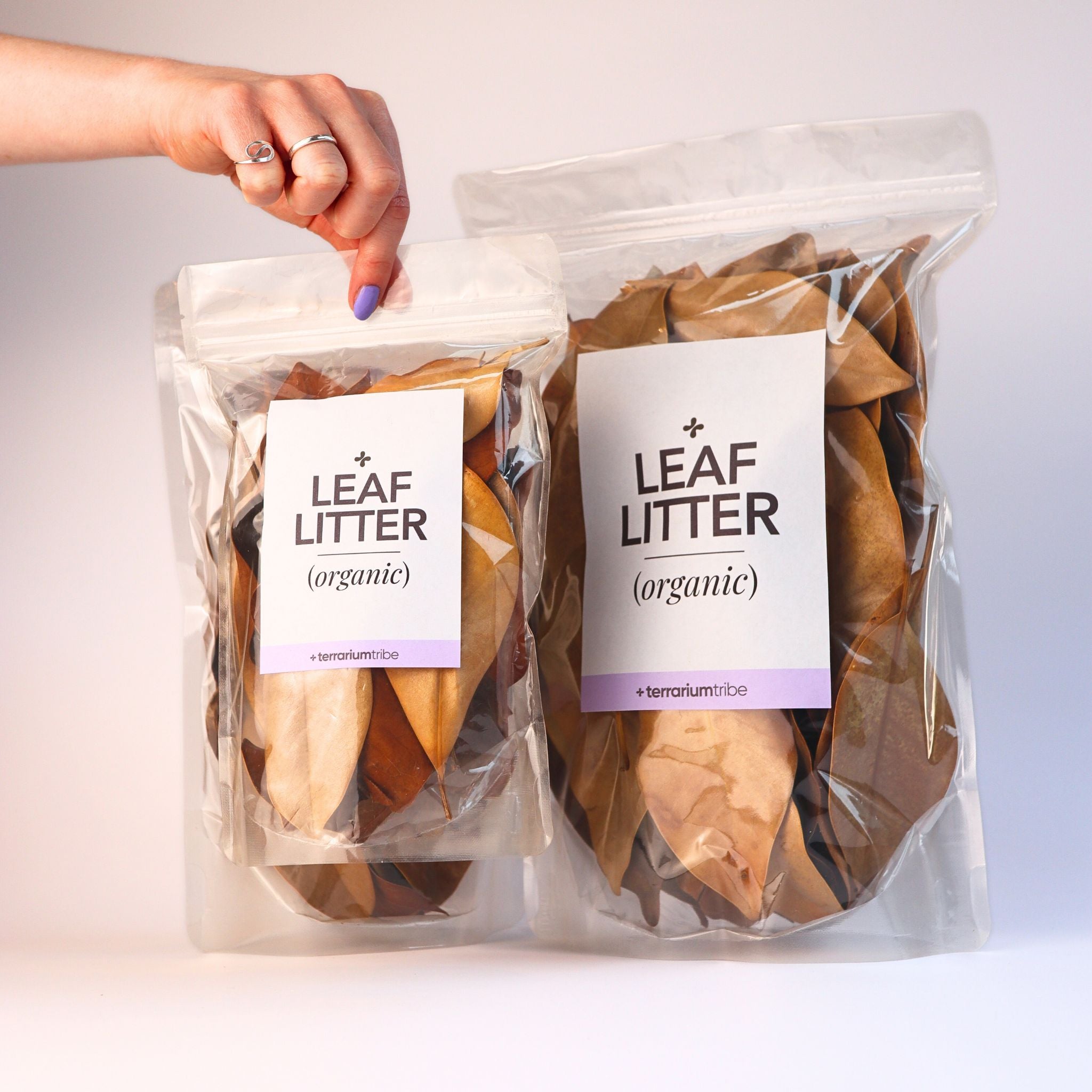 Magnolia Leaf Litter