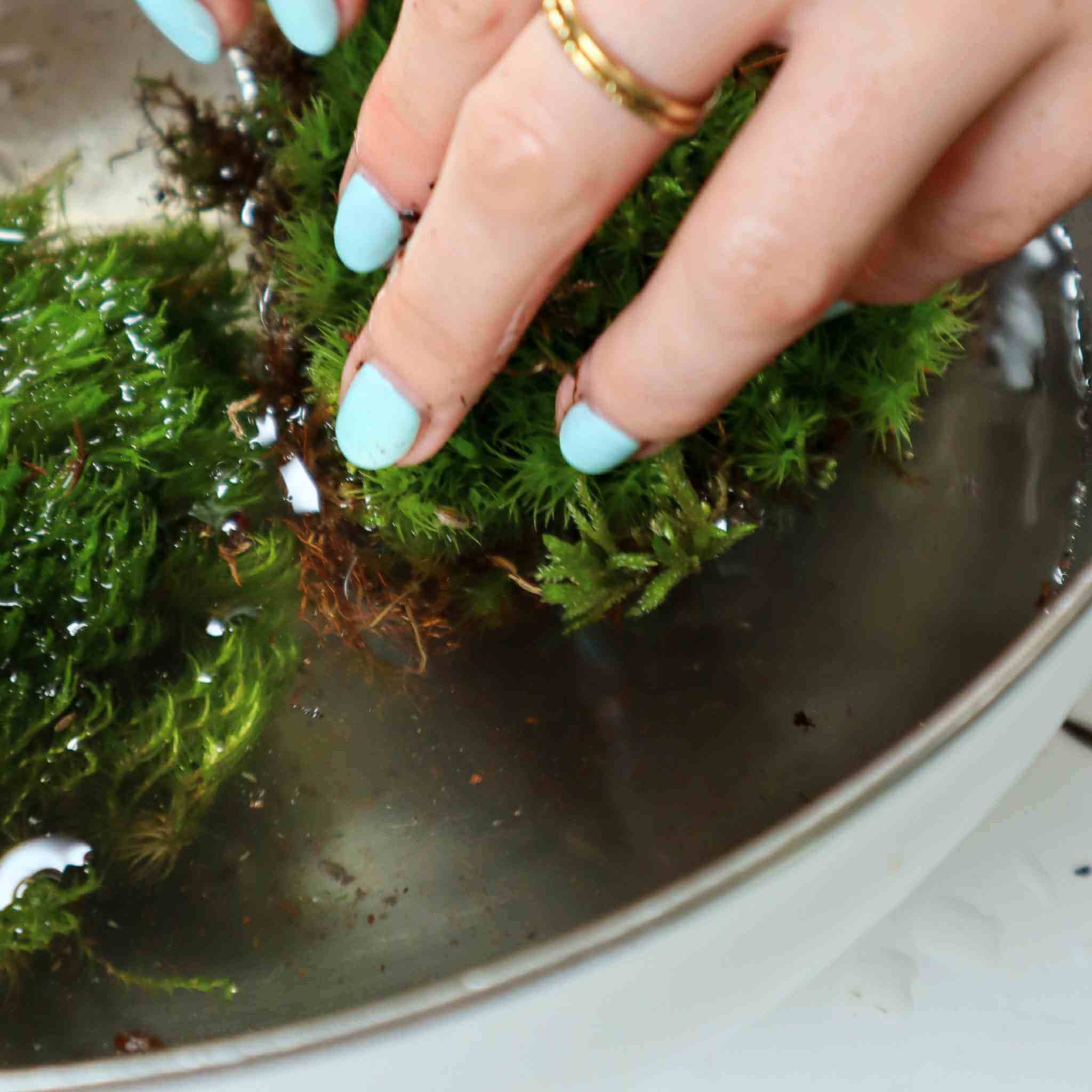 live mood moss