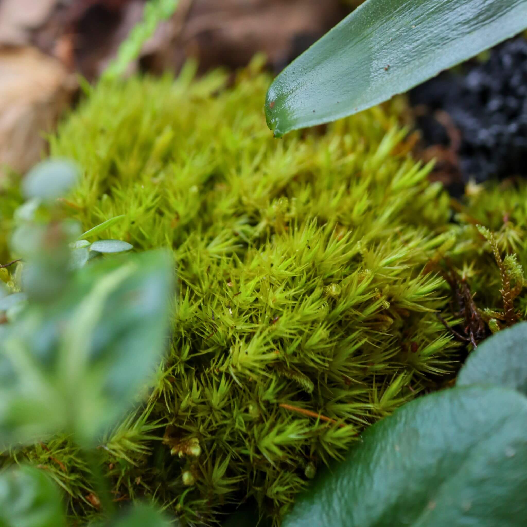 mood moss in terrarium