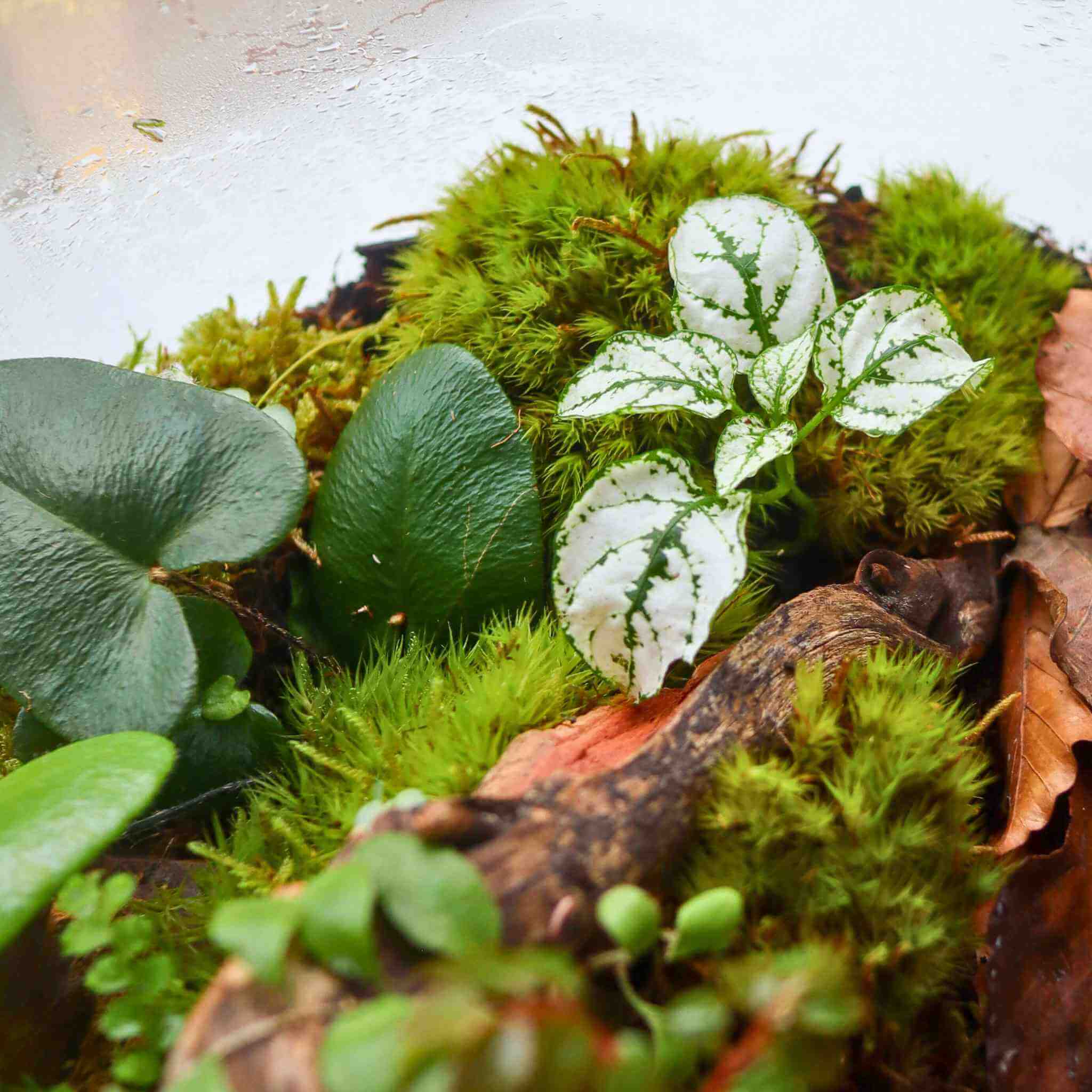 mood moss in terrarium